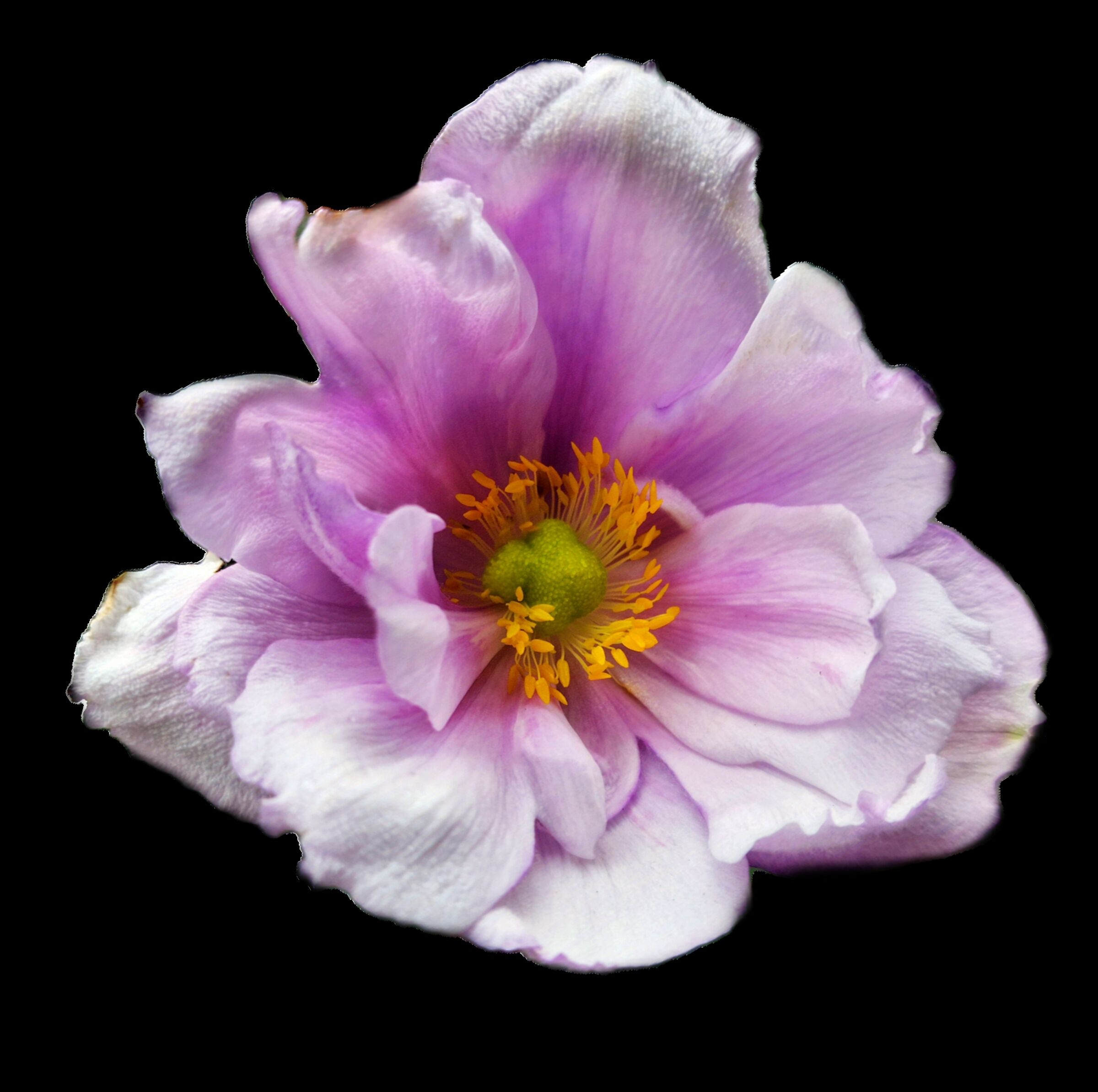 Anemone hybrid