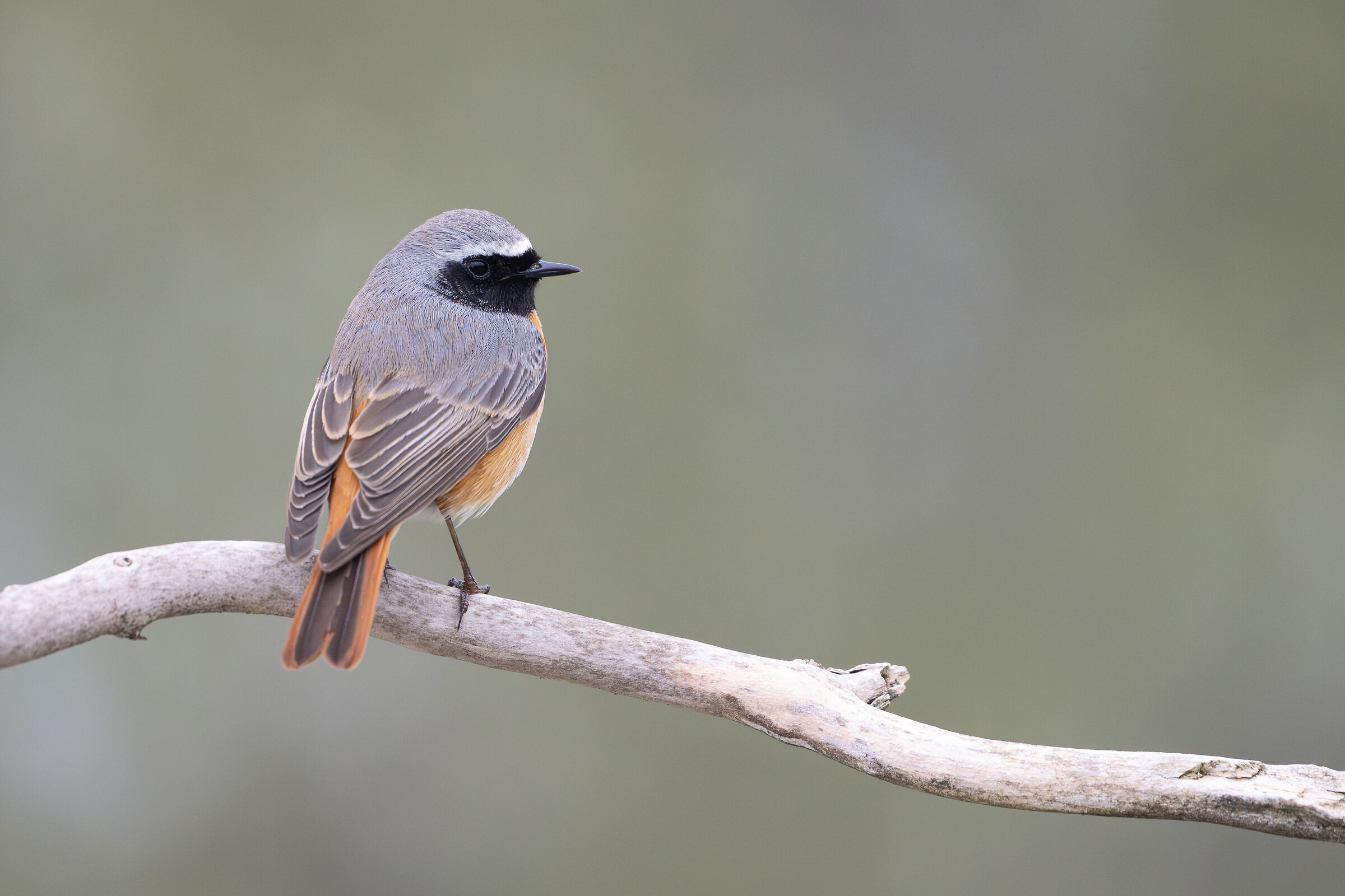 Codirosso spazzacamino