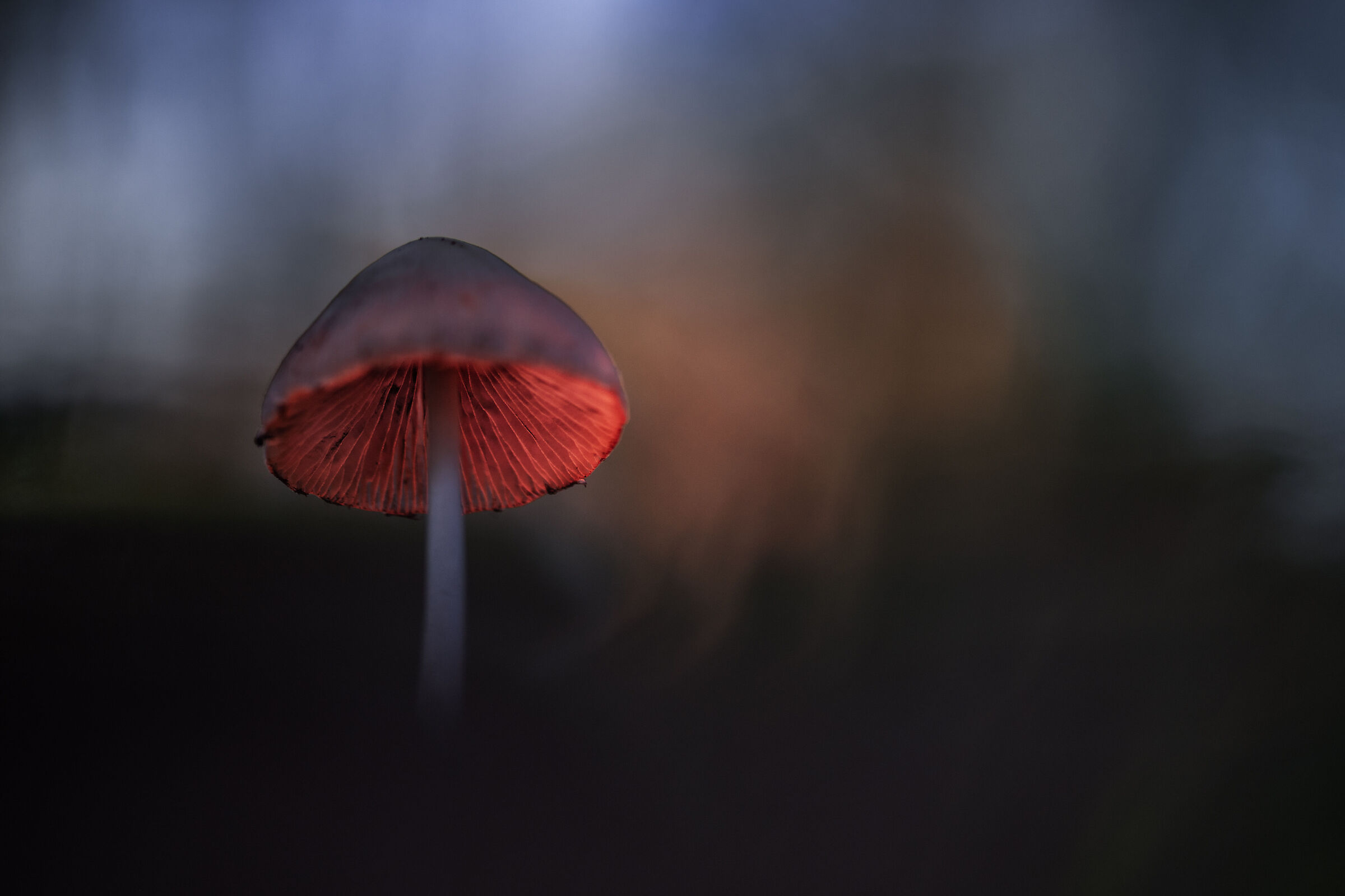 Fungo a luci led