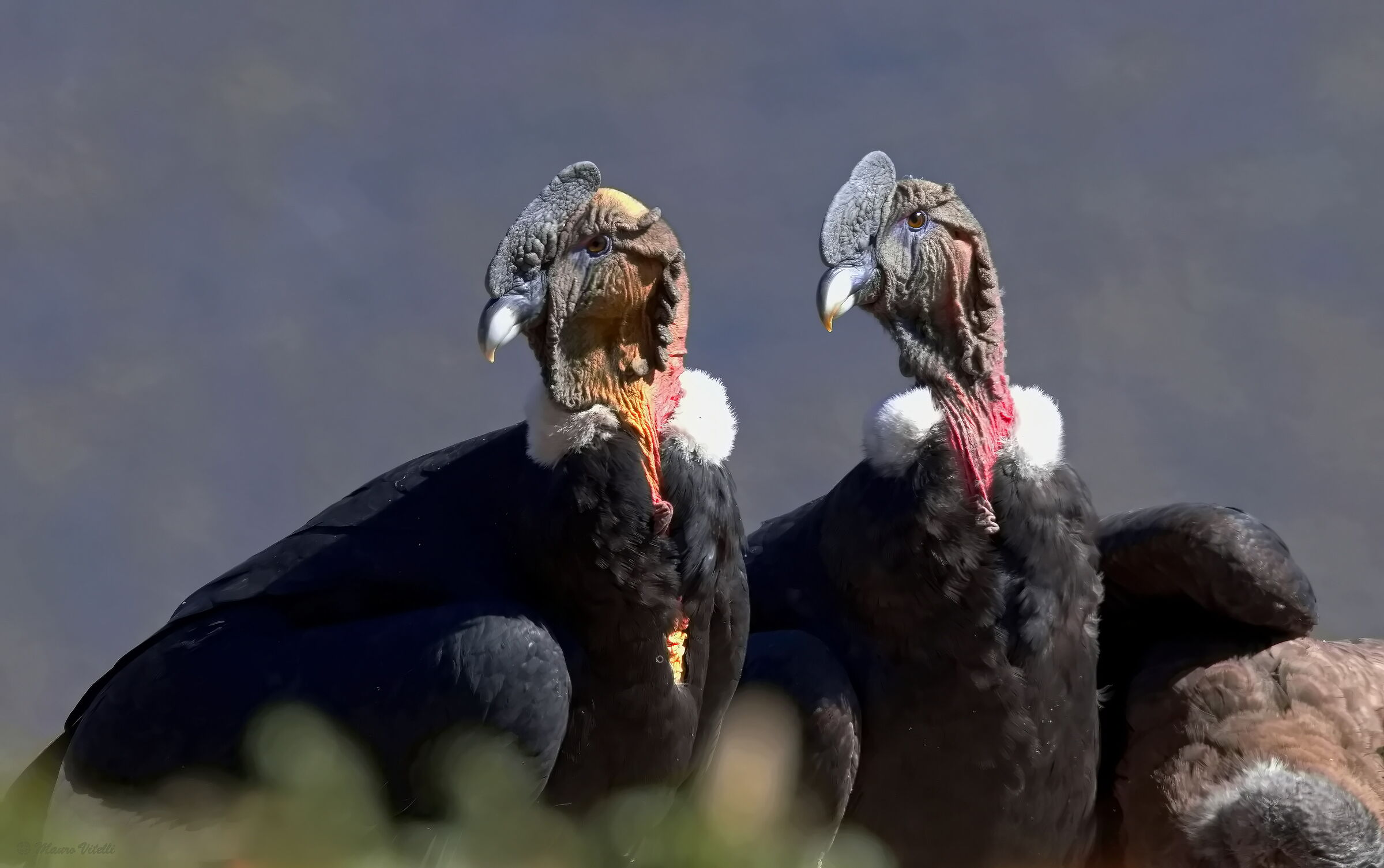 Andean condor (Vultur gryphus)