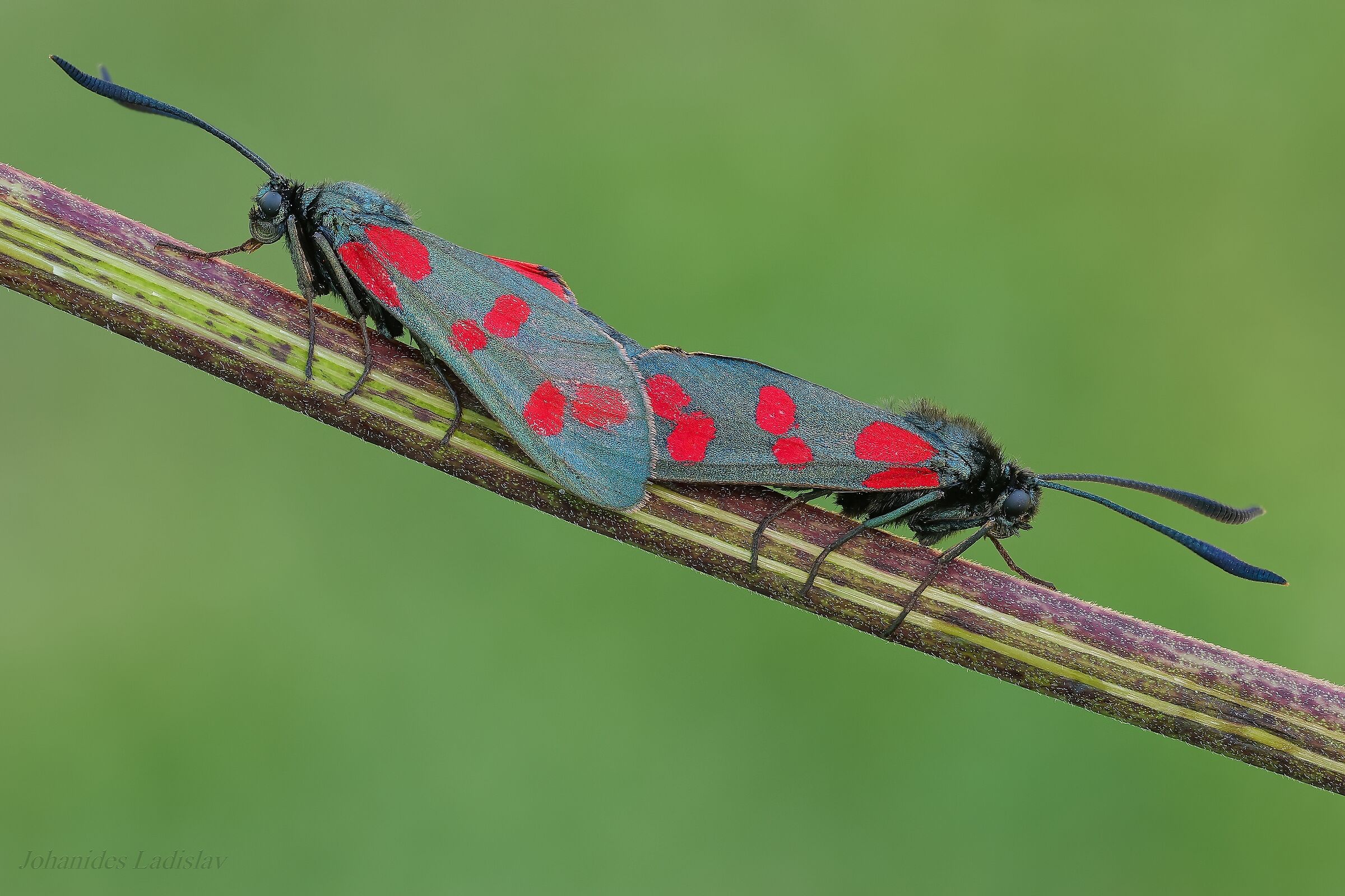 Zygaena filipendulae
