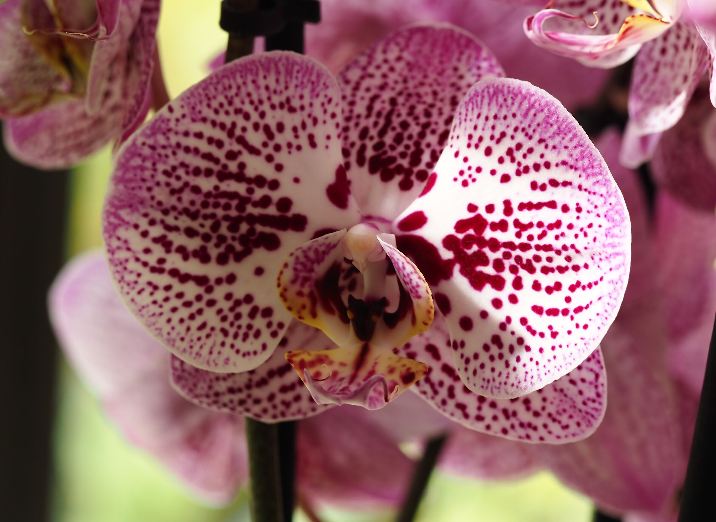 Orchidea