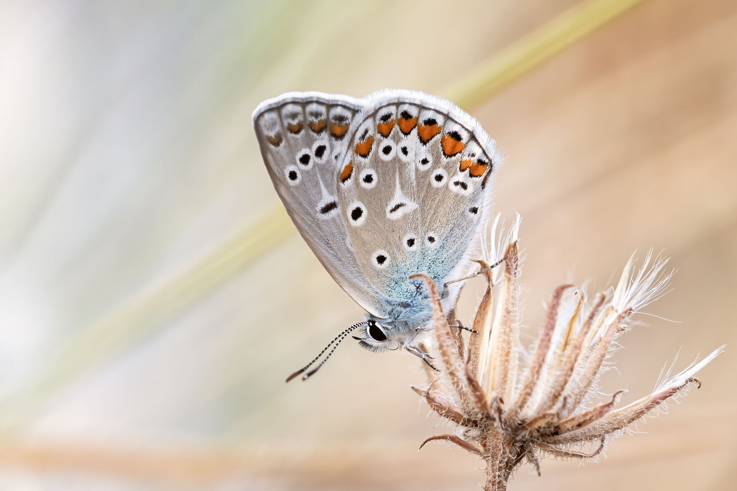 Polyommatus icarus