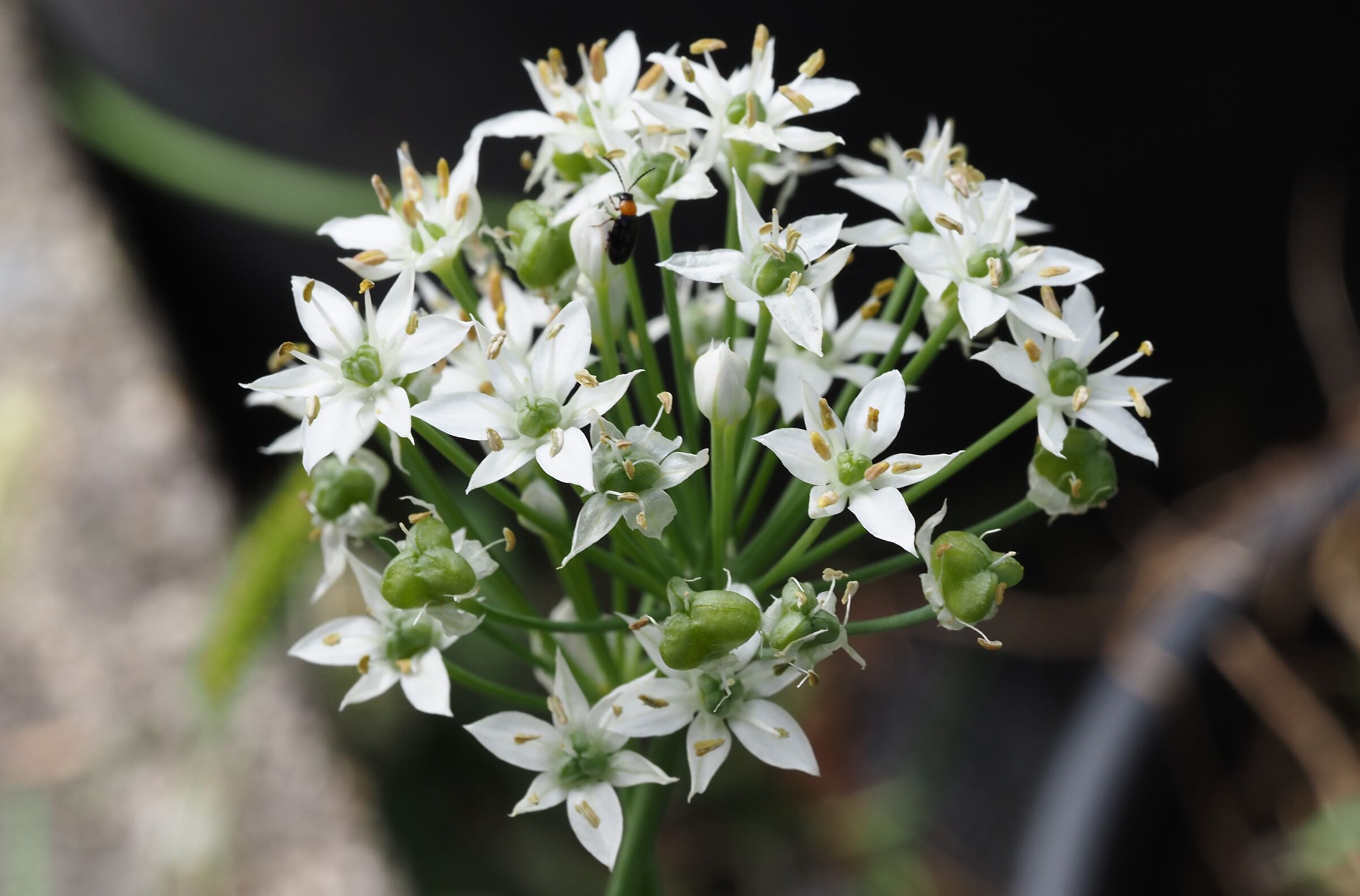 Allium