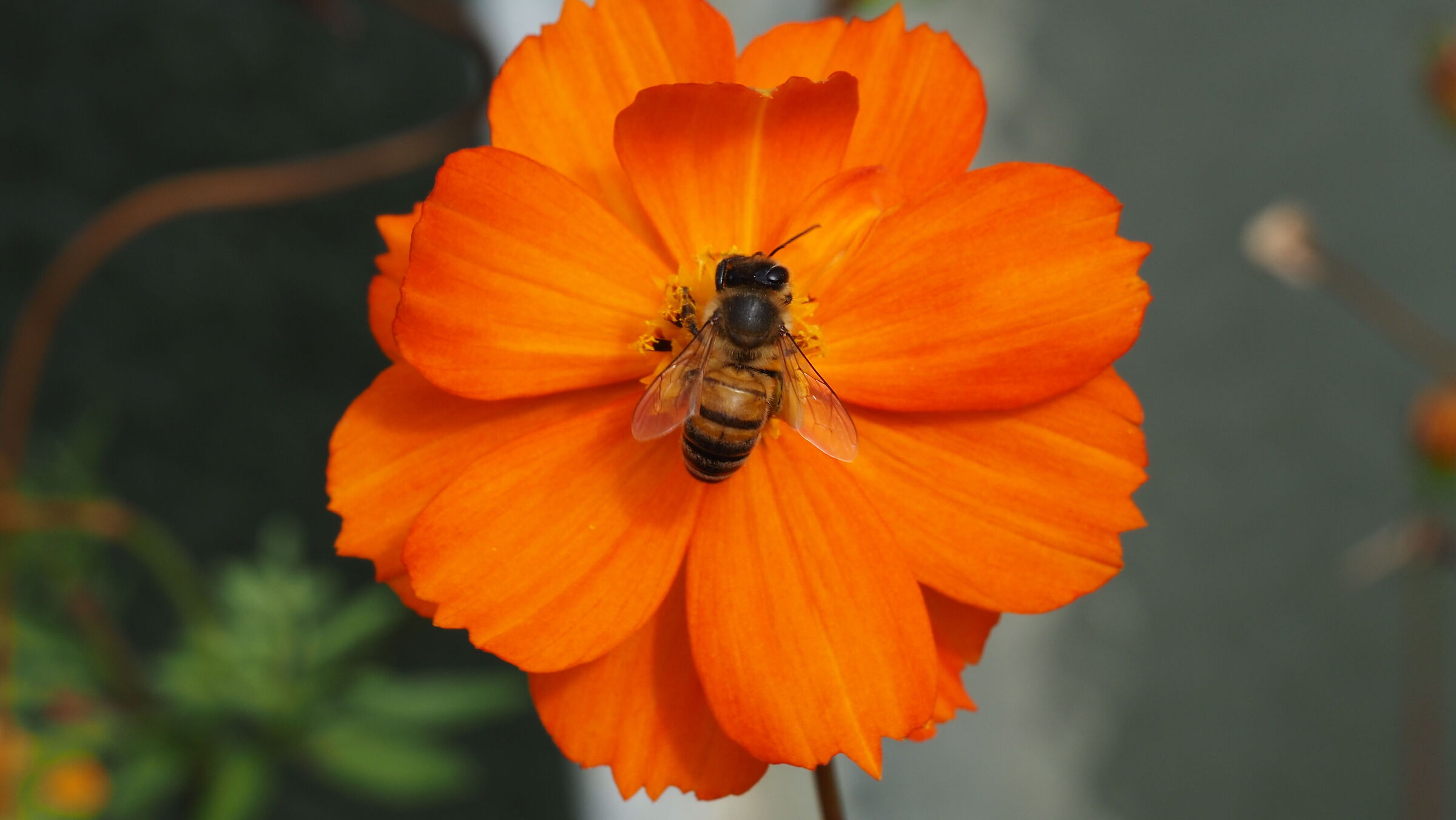 Zinnia