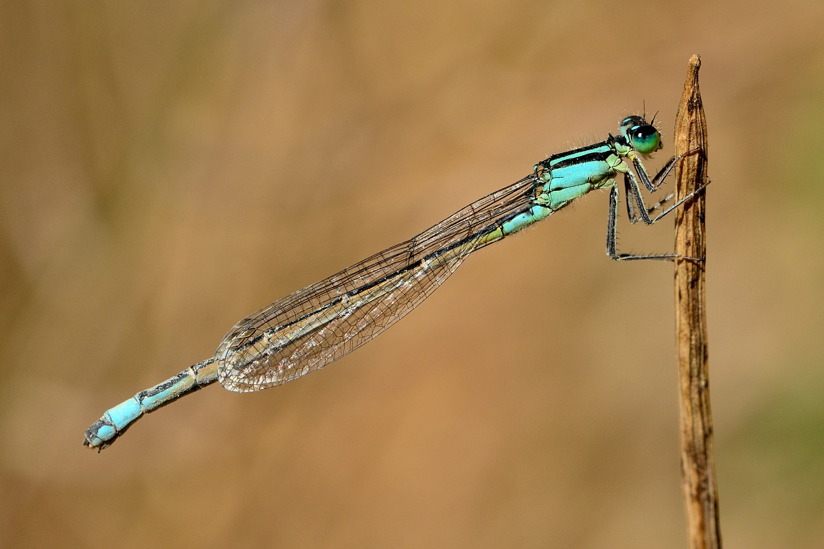 Libellula