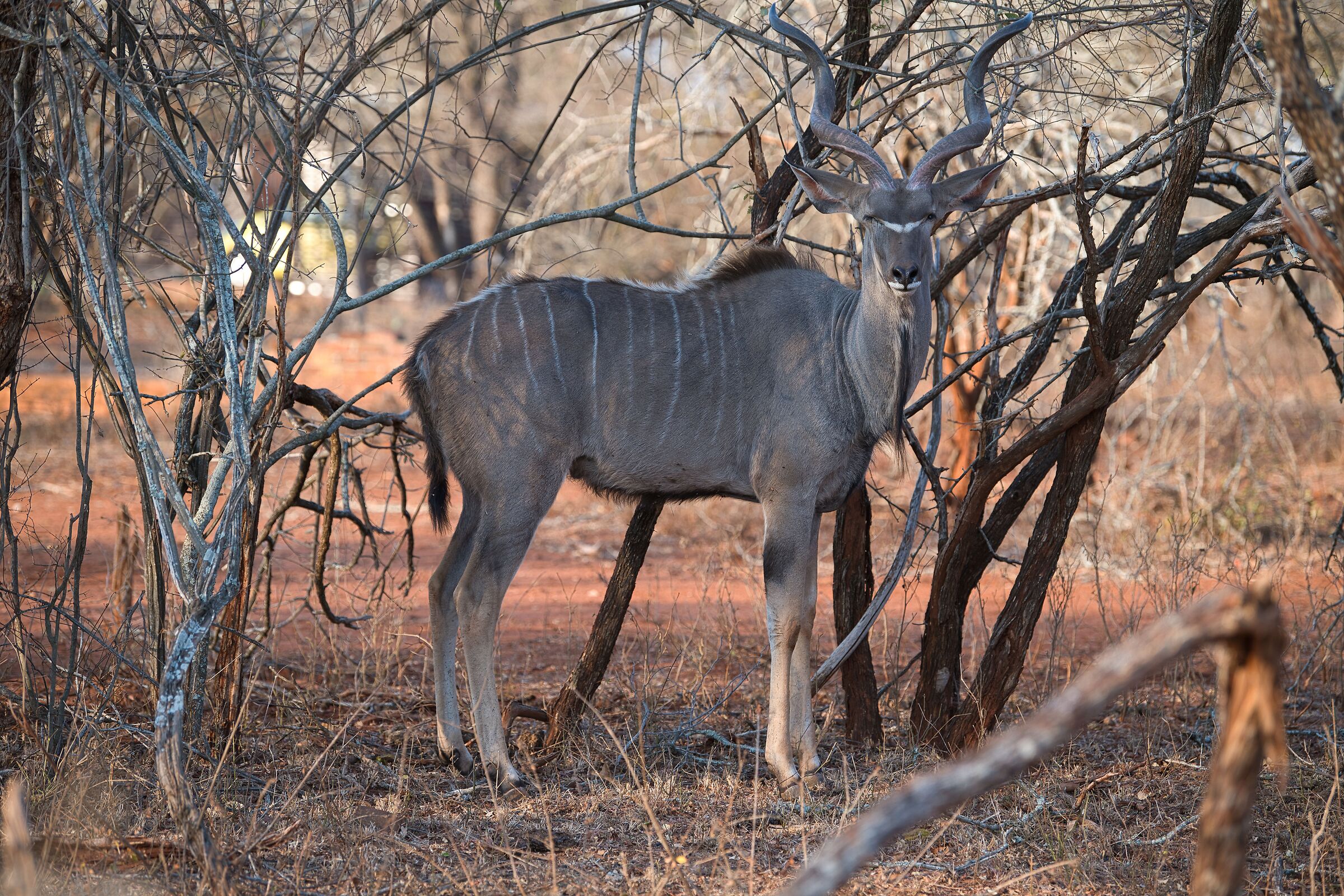 kudu