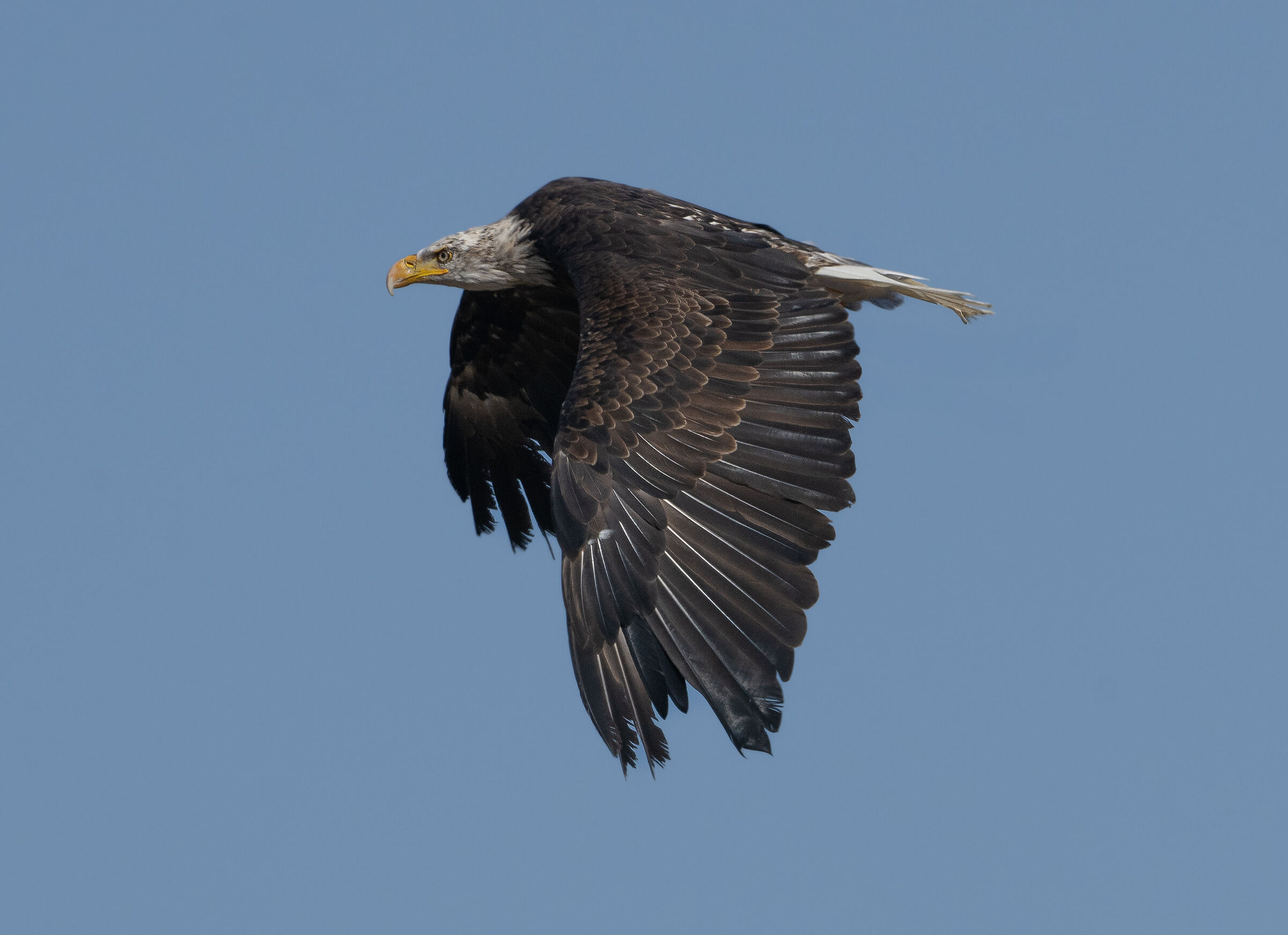 Aquila di mare testabianca