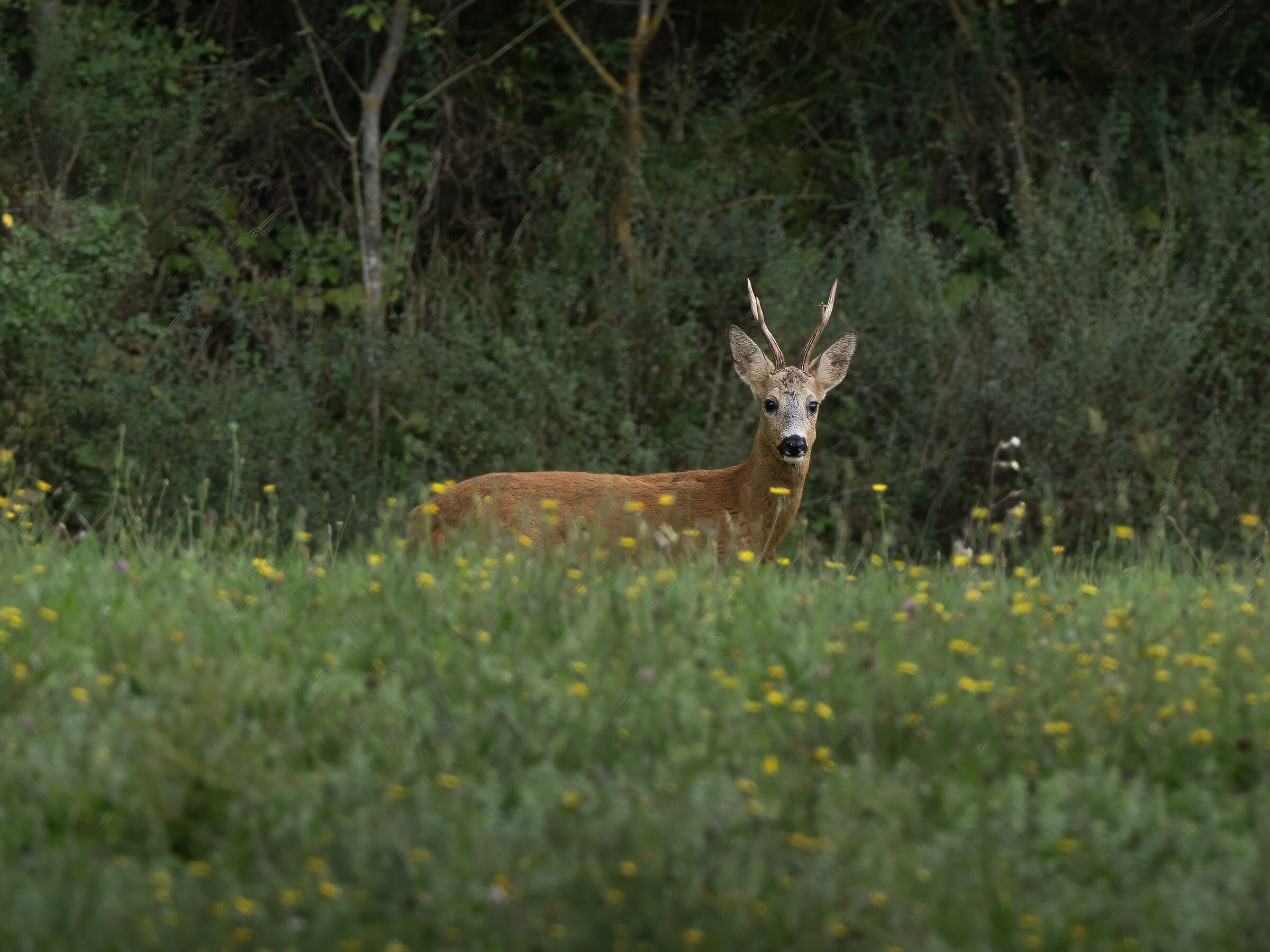 Roe deer