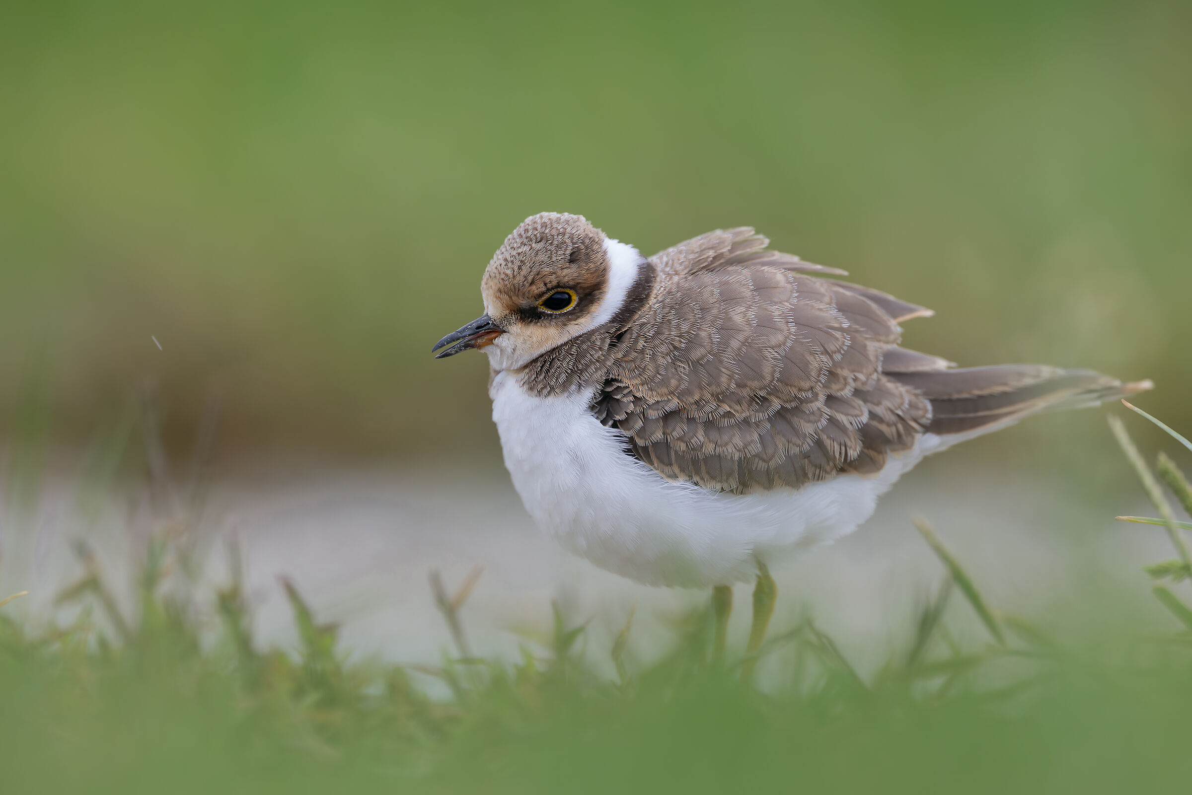 little ringed plover
