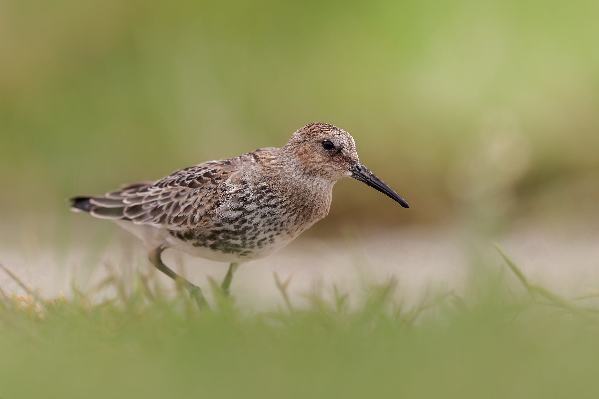 dunlin