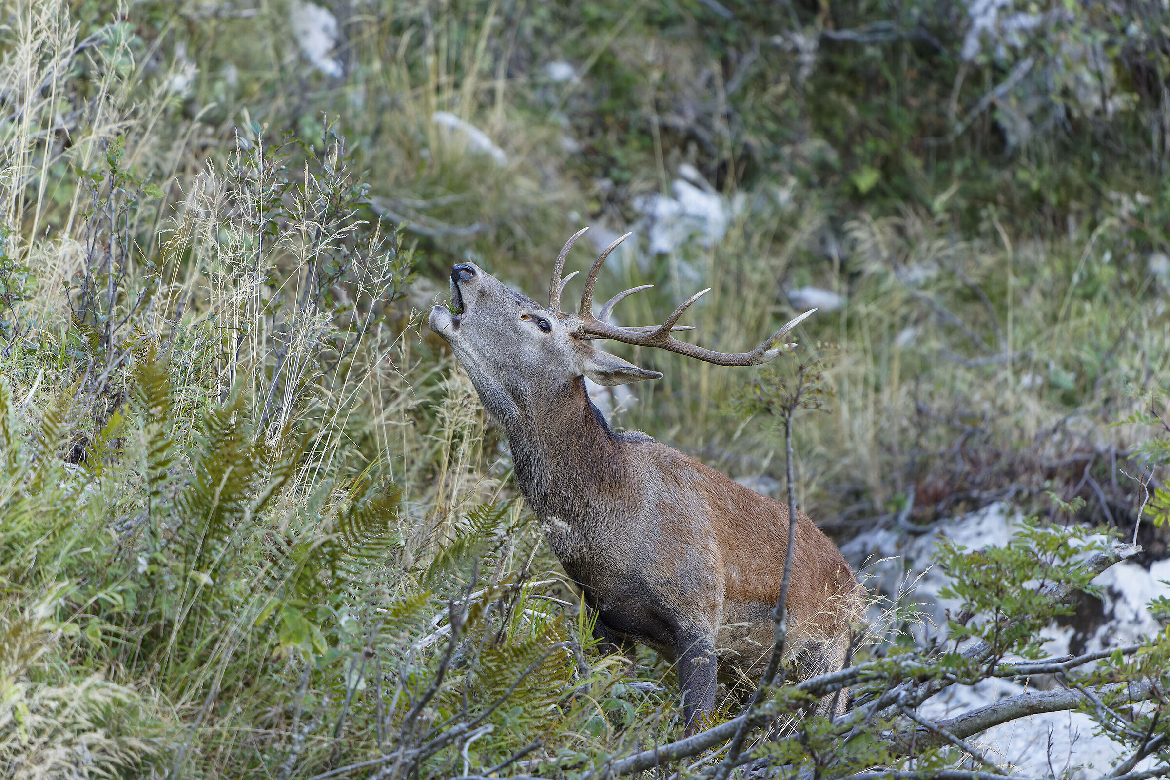 Roaring deer 2024