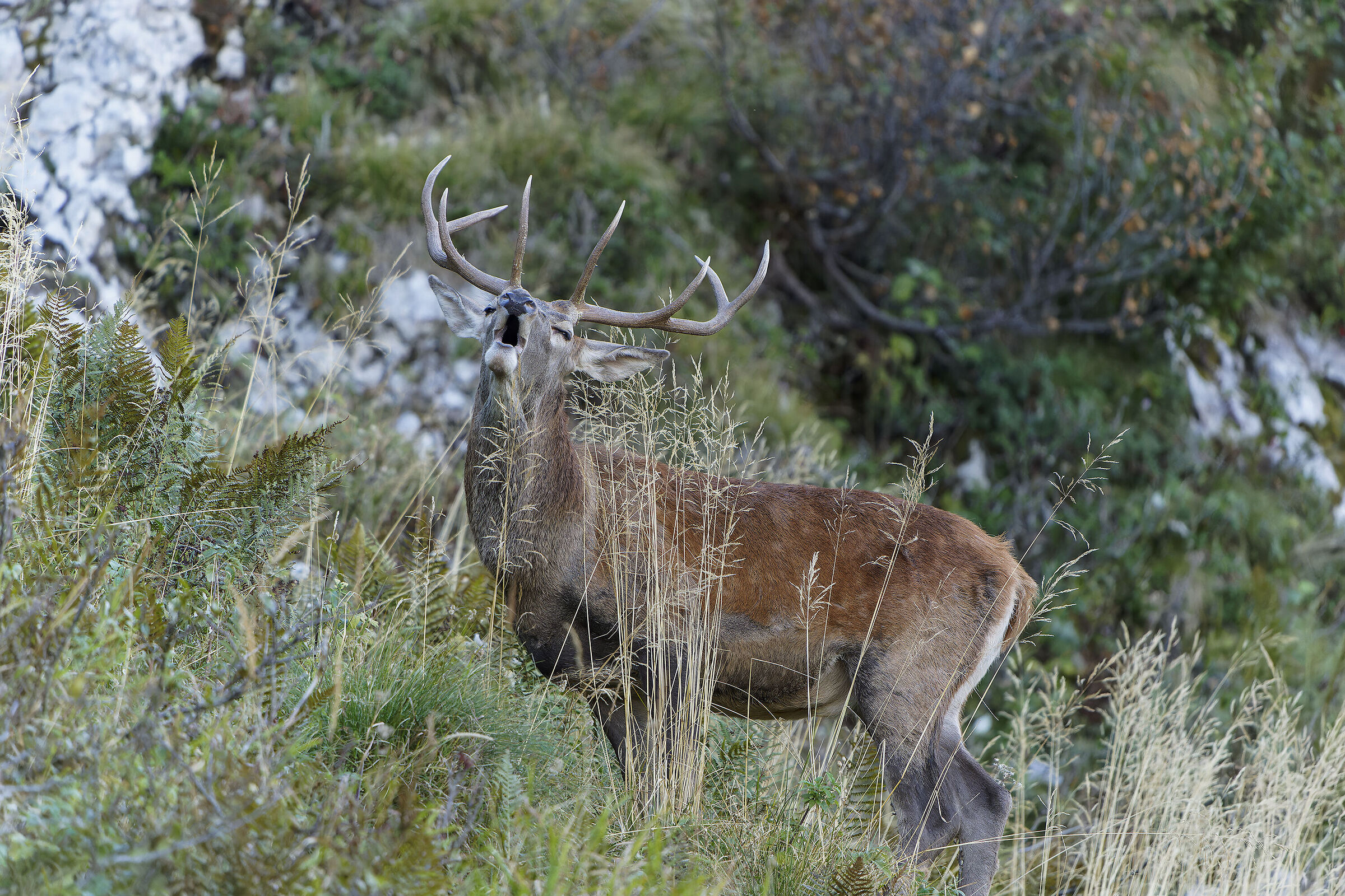 Roaring deer 2024