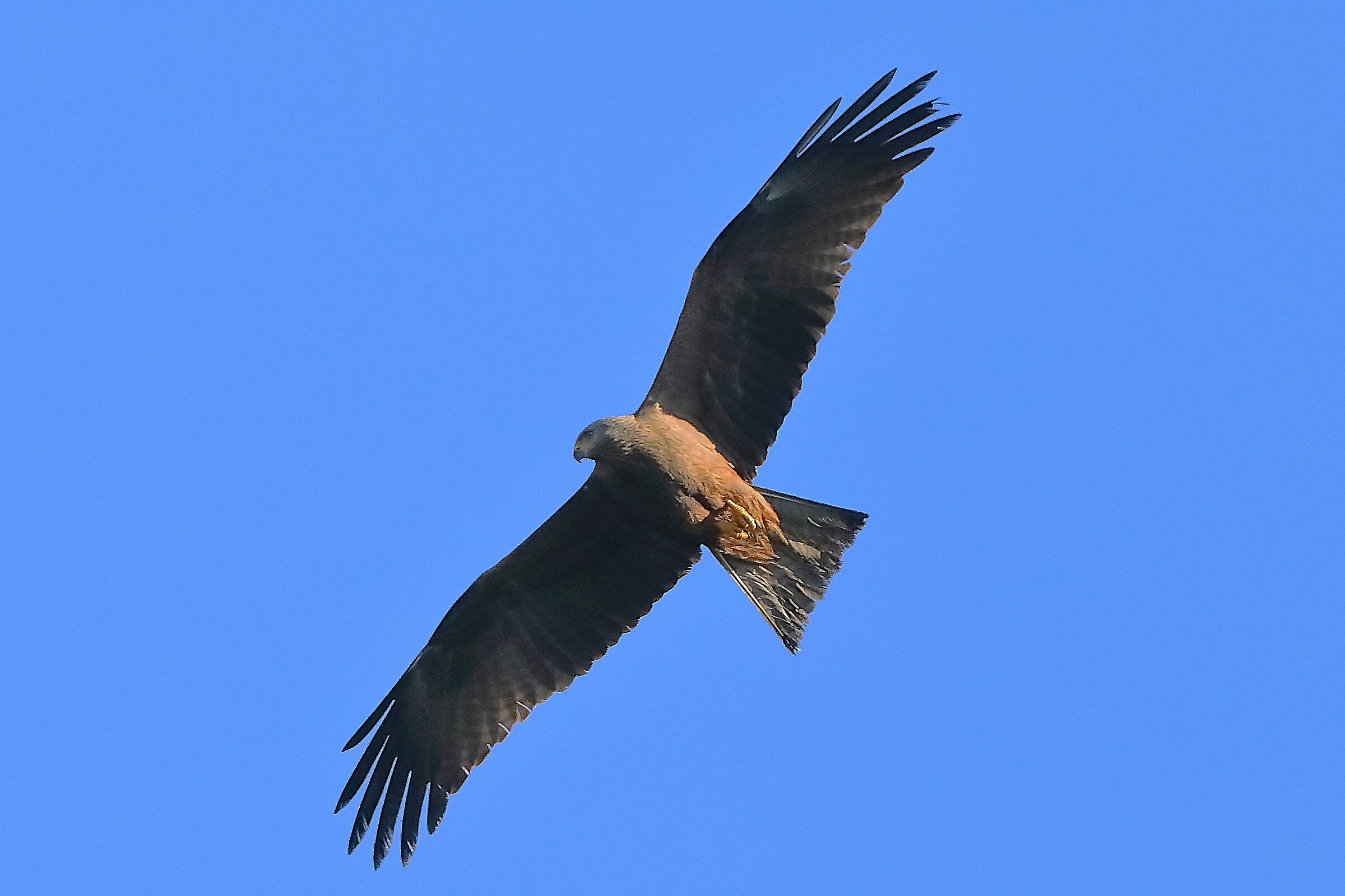 Nibbio bruno 24 aprile 2024 - 0019