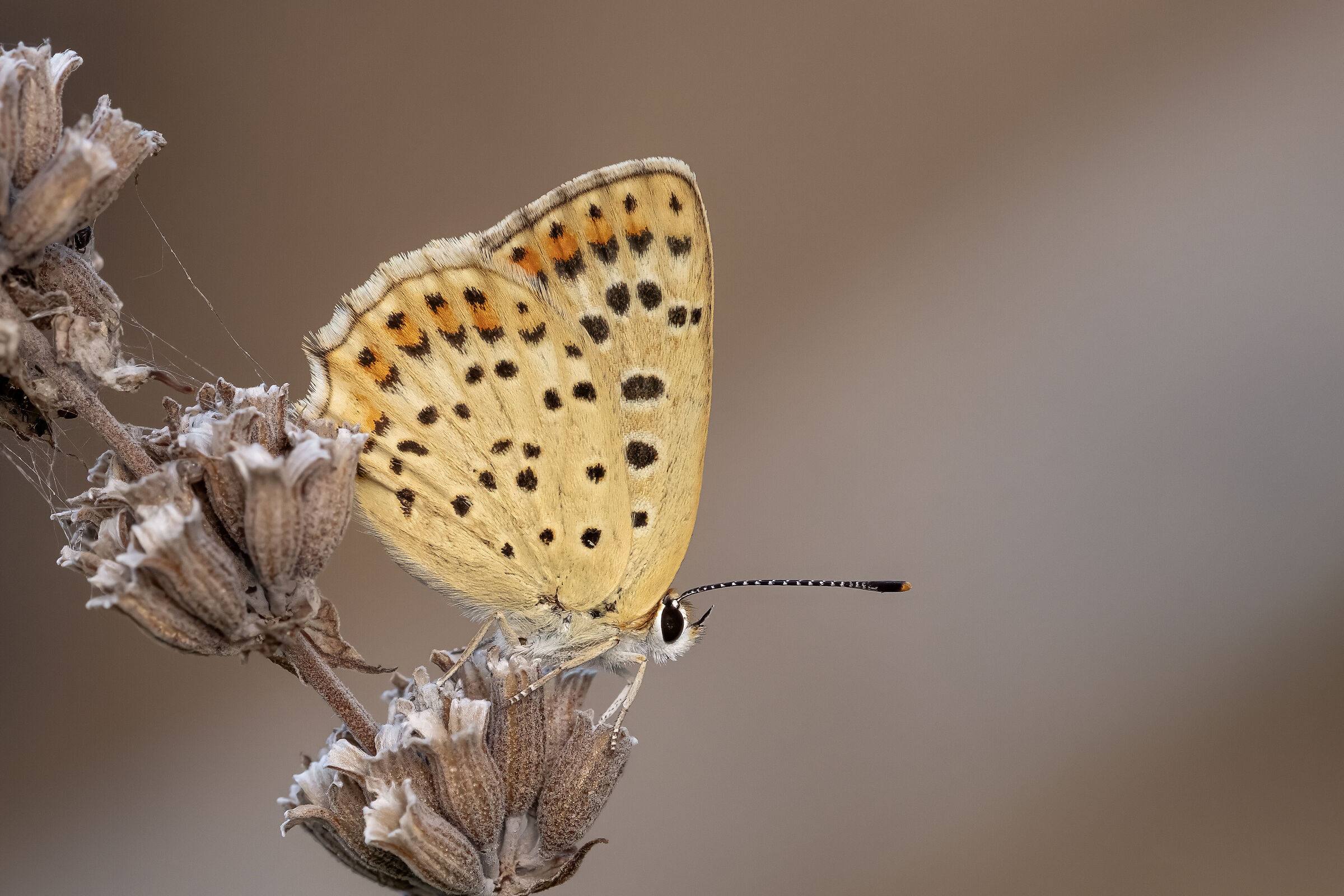 Lycaena tityrus