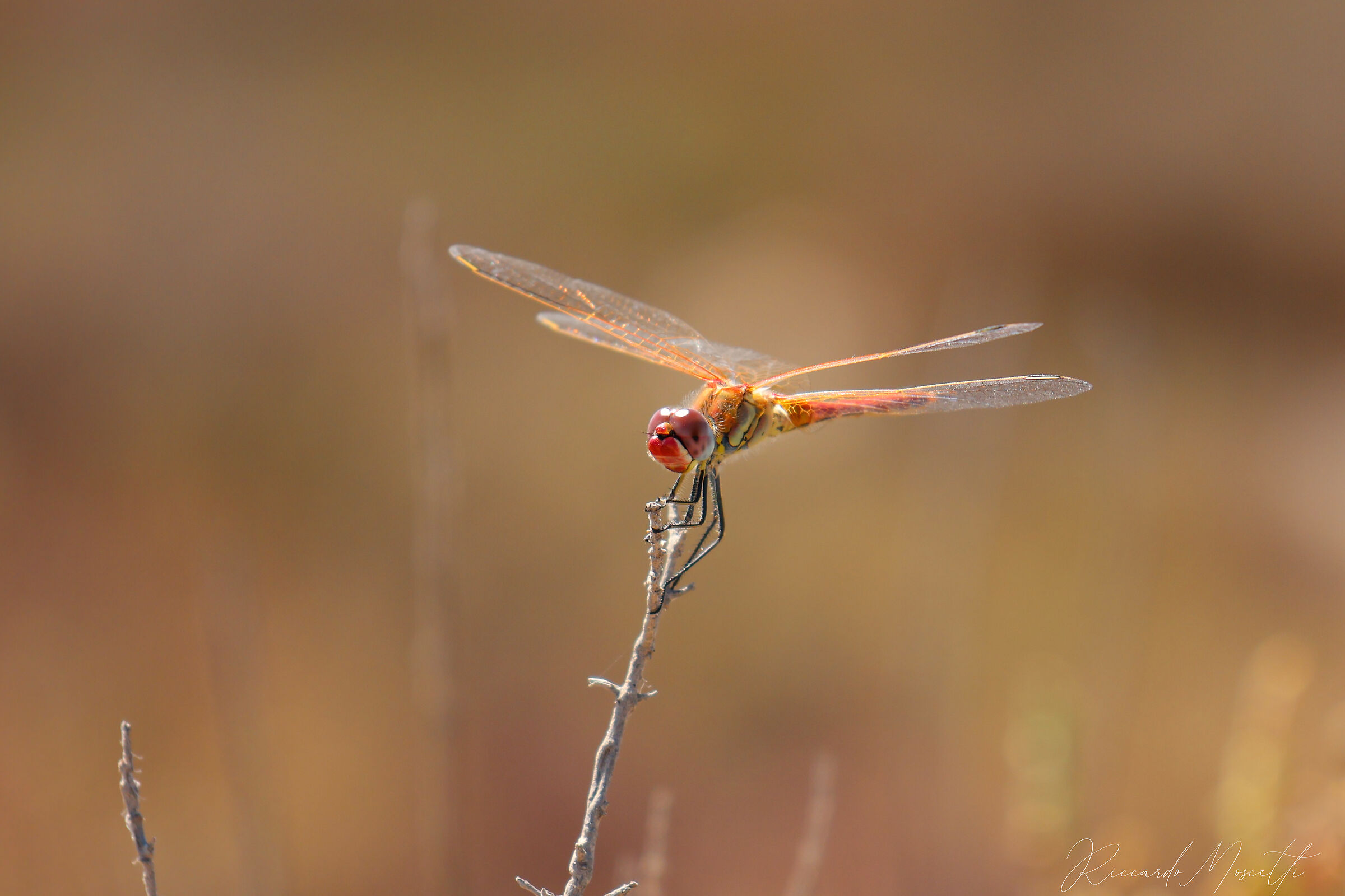 Cardinale rosso a Lu Impostu - 2