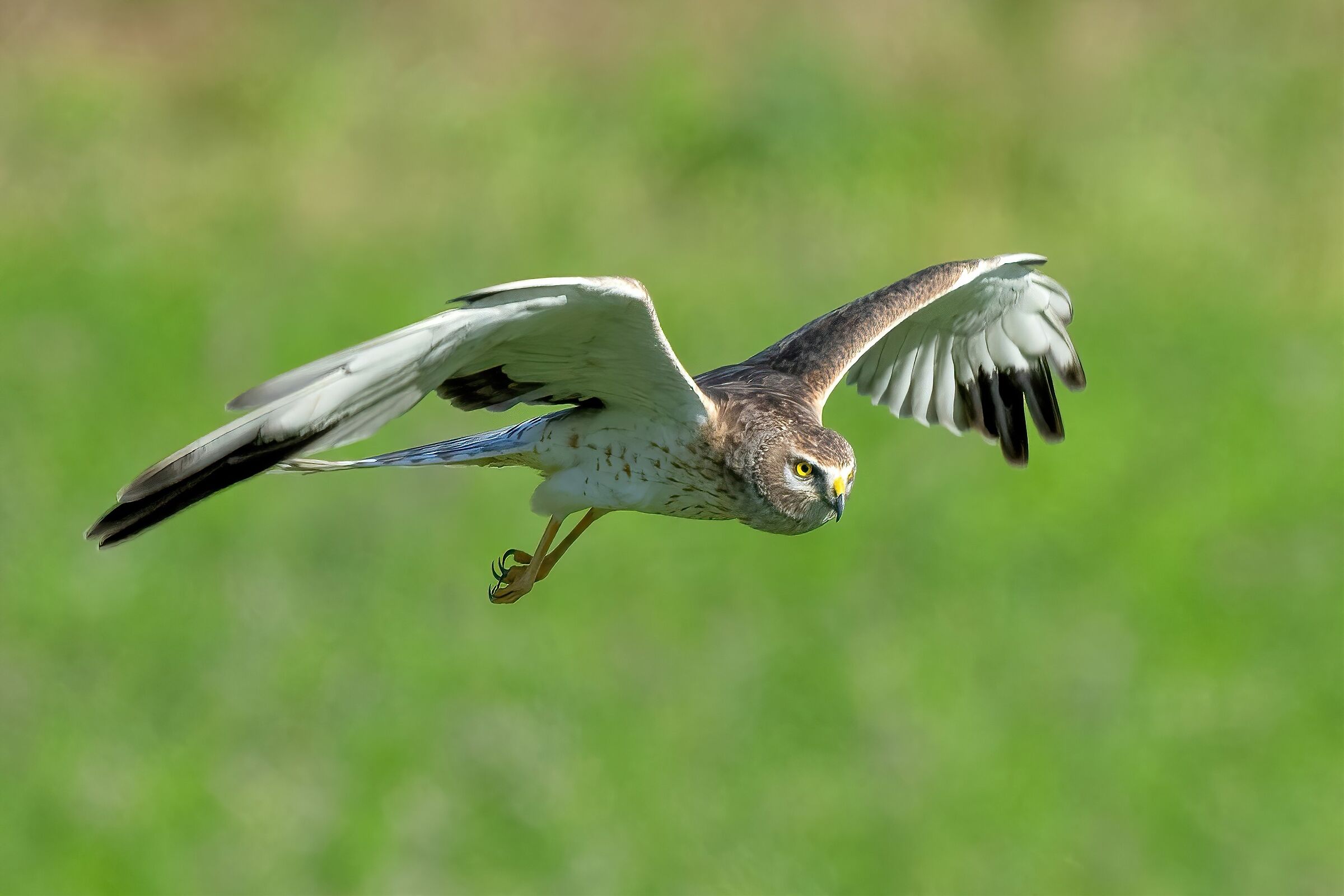 Young male Pallid Harrier (Circus macrouros)