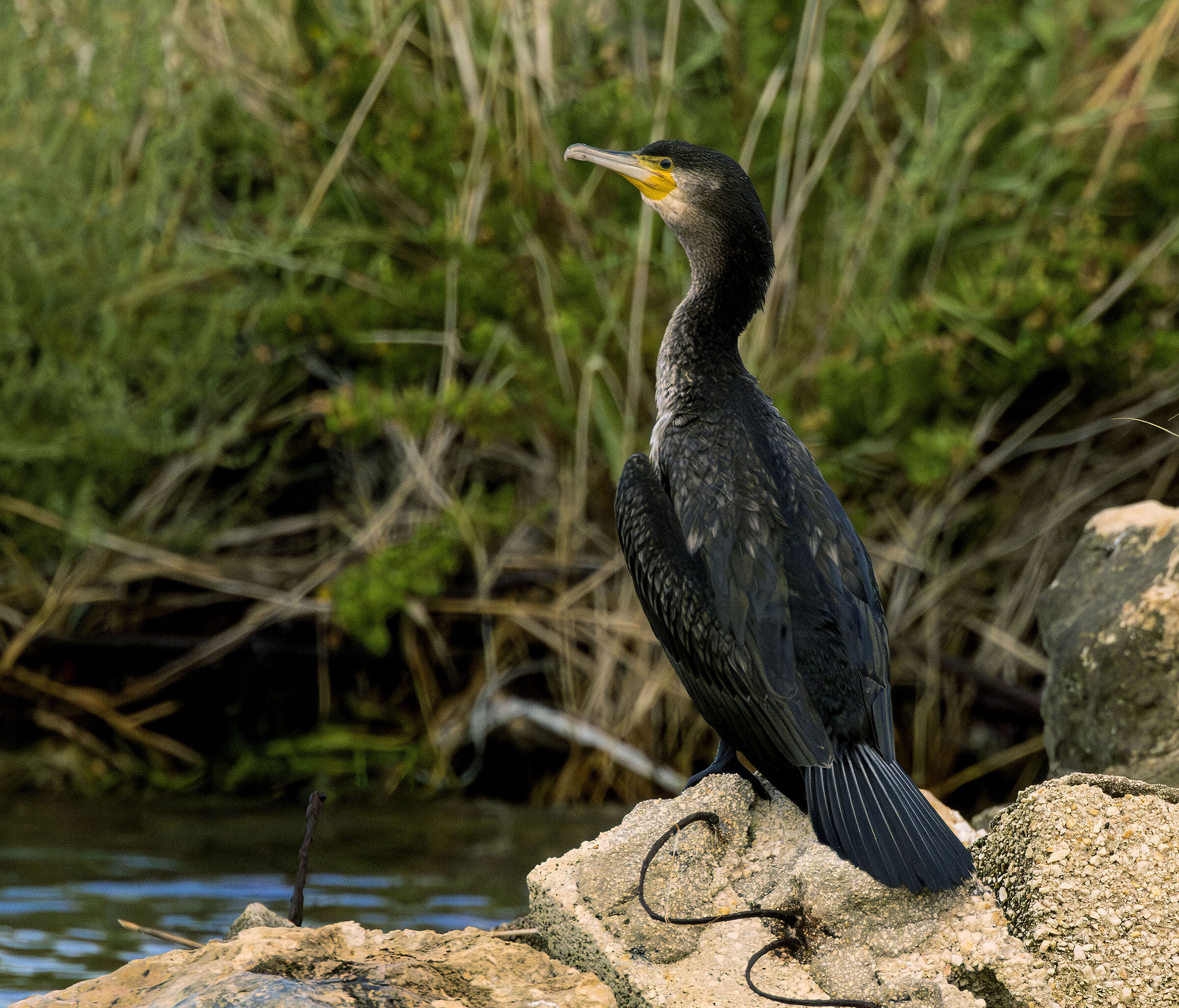 cormorant at Lago Varano
