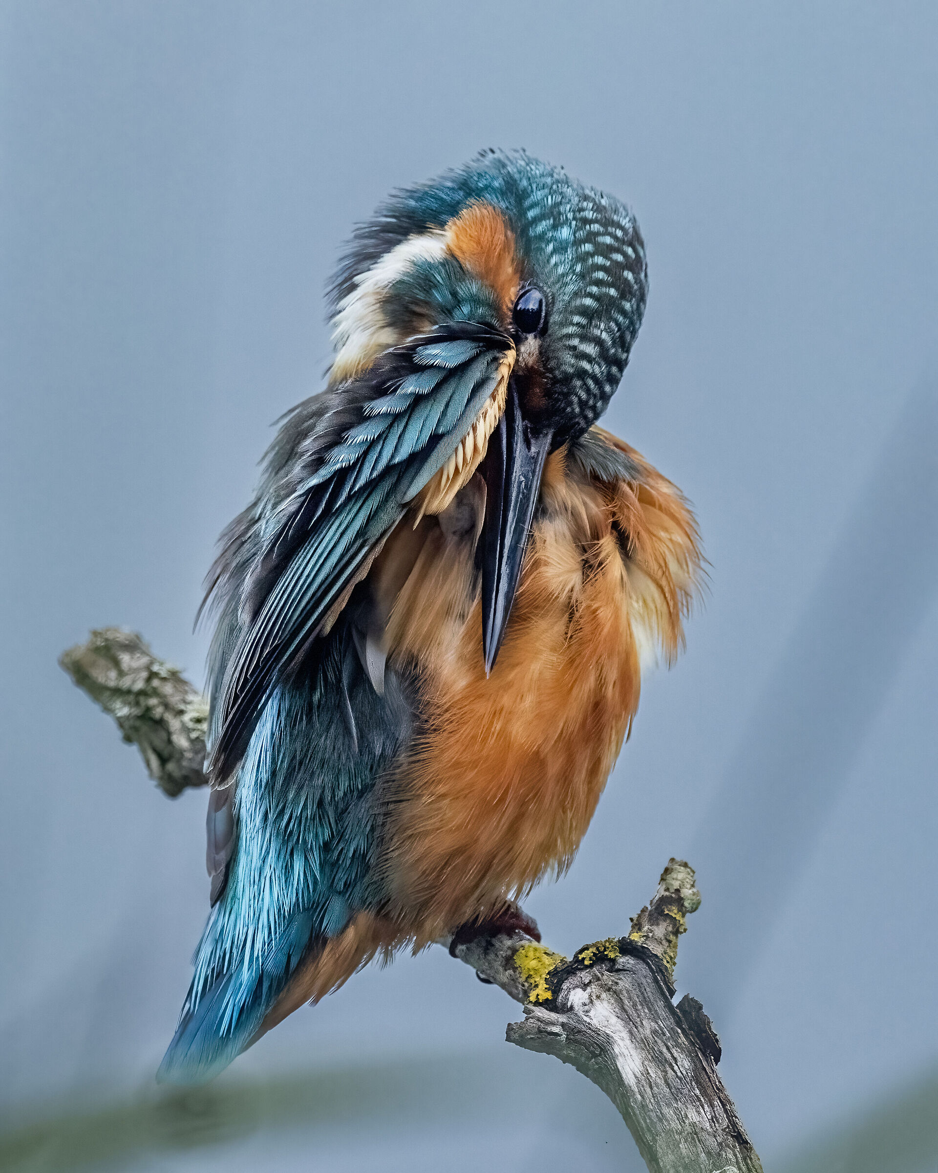Kingfisher