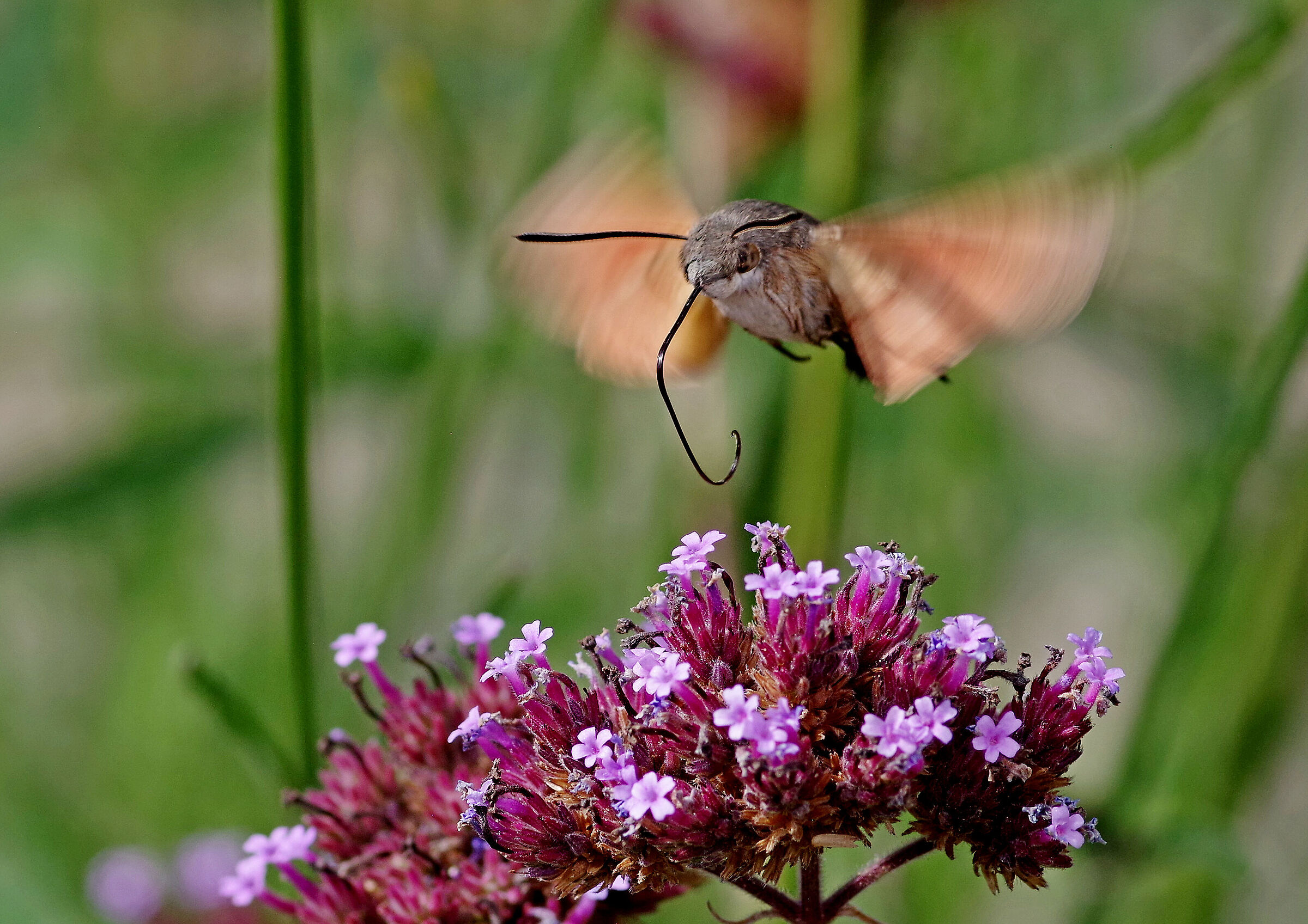 Macroglossum stellatarum