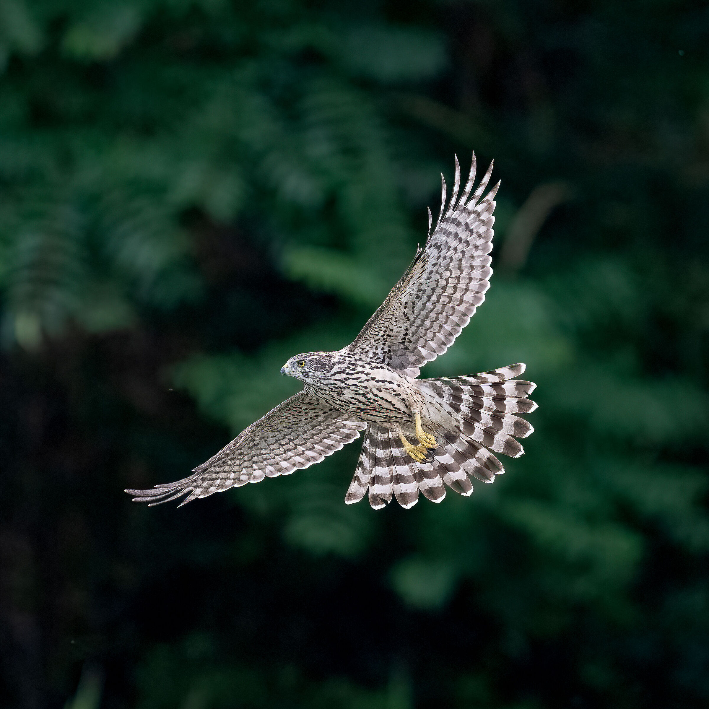 Goshawk