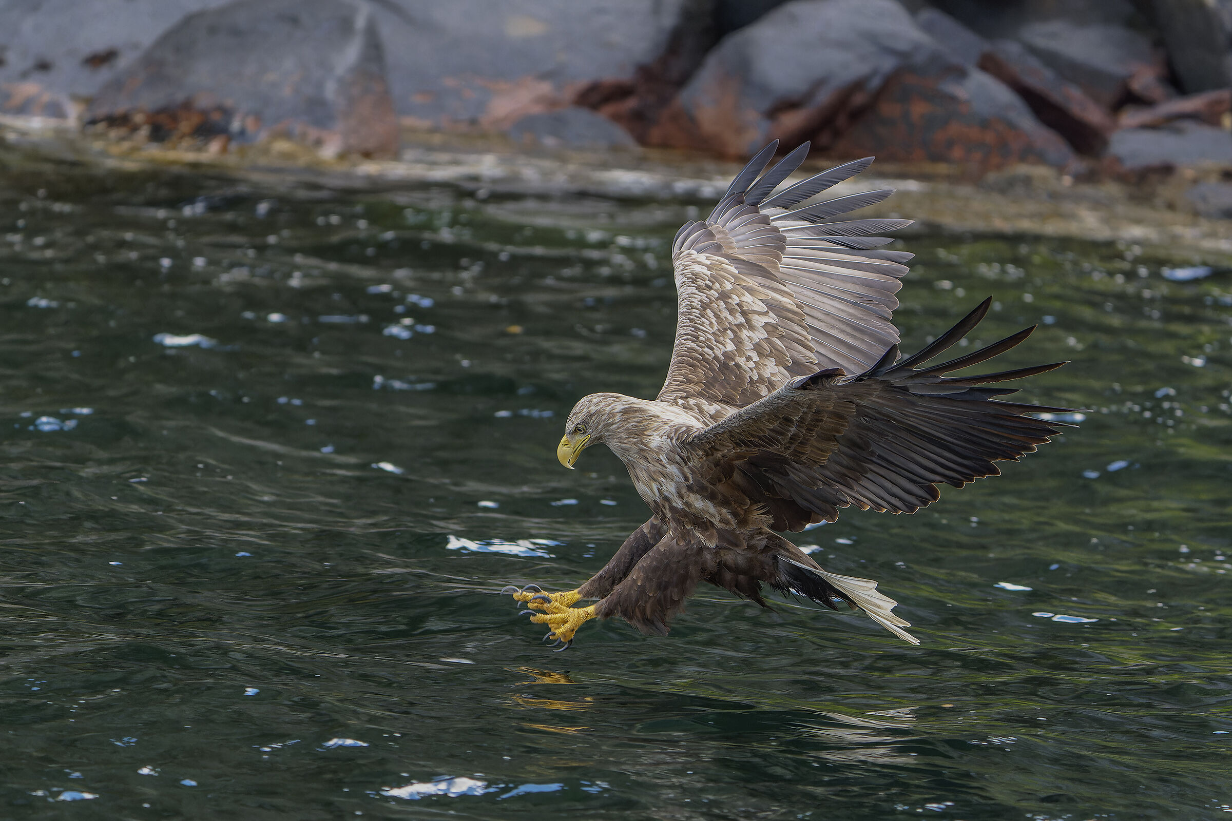 Aquila di mare