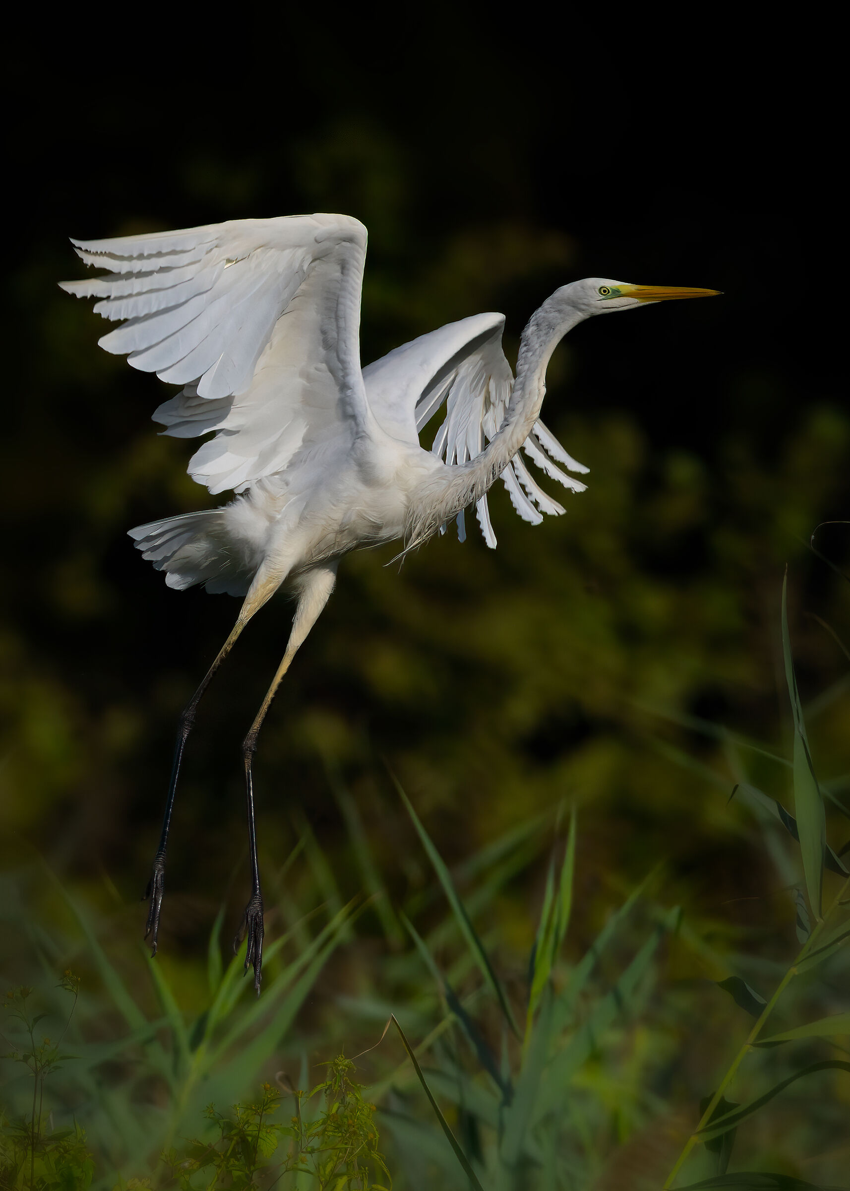 Airone bianco maggiore