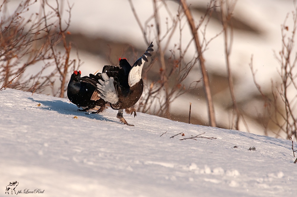 Grouse - Black Grouse