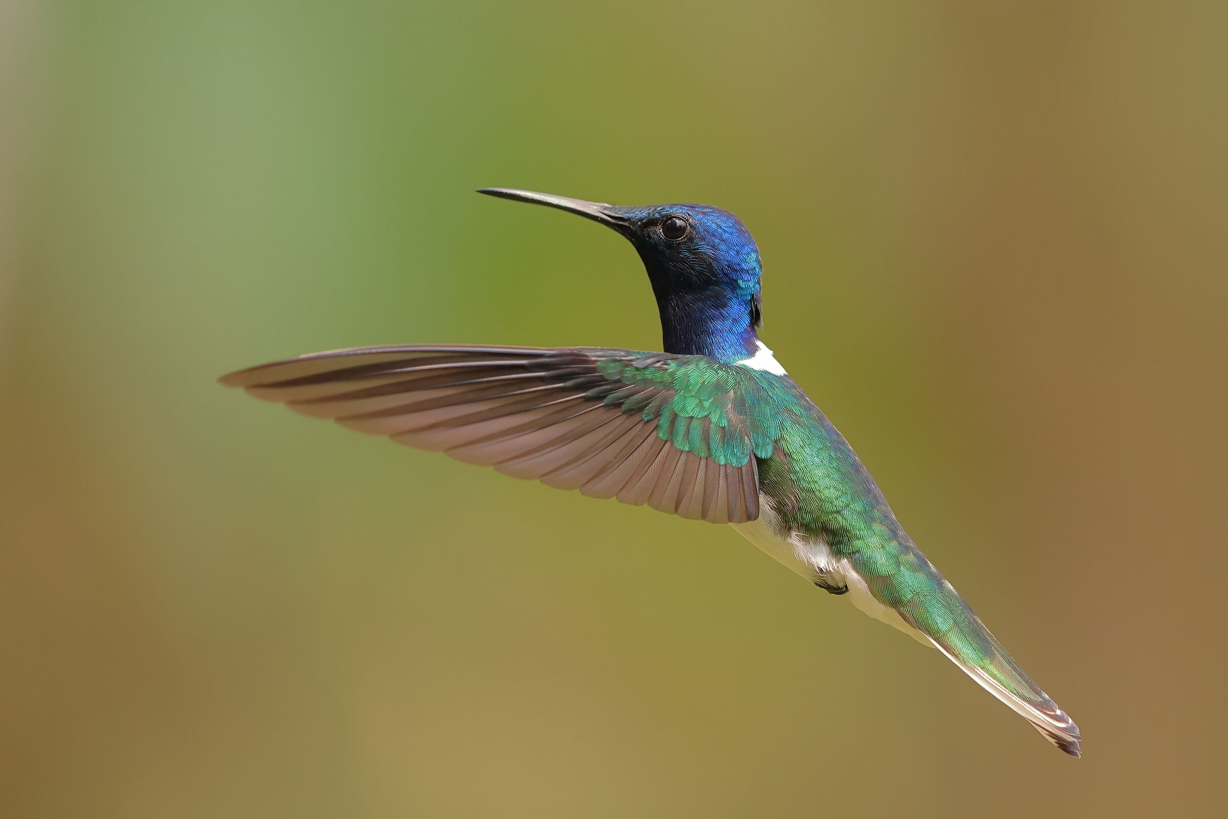 Colibri succhiafiori collobianco