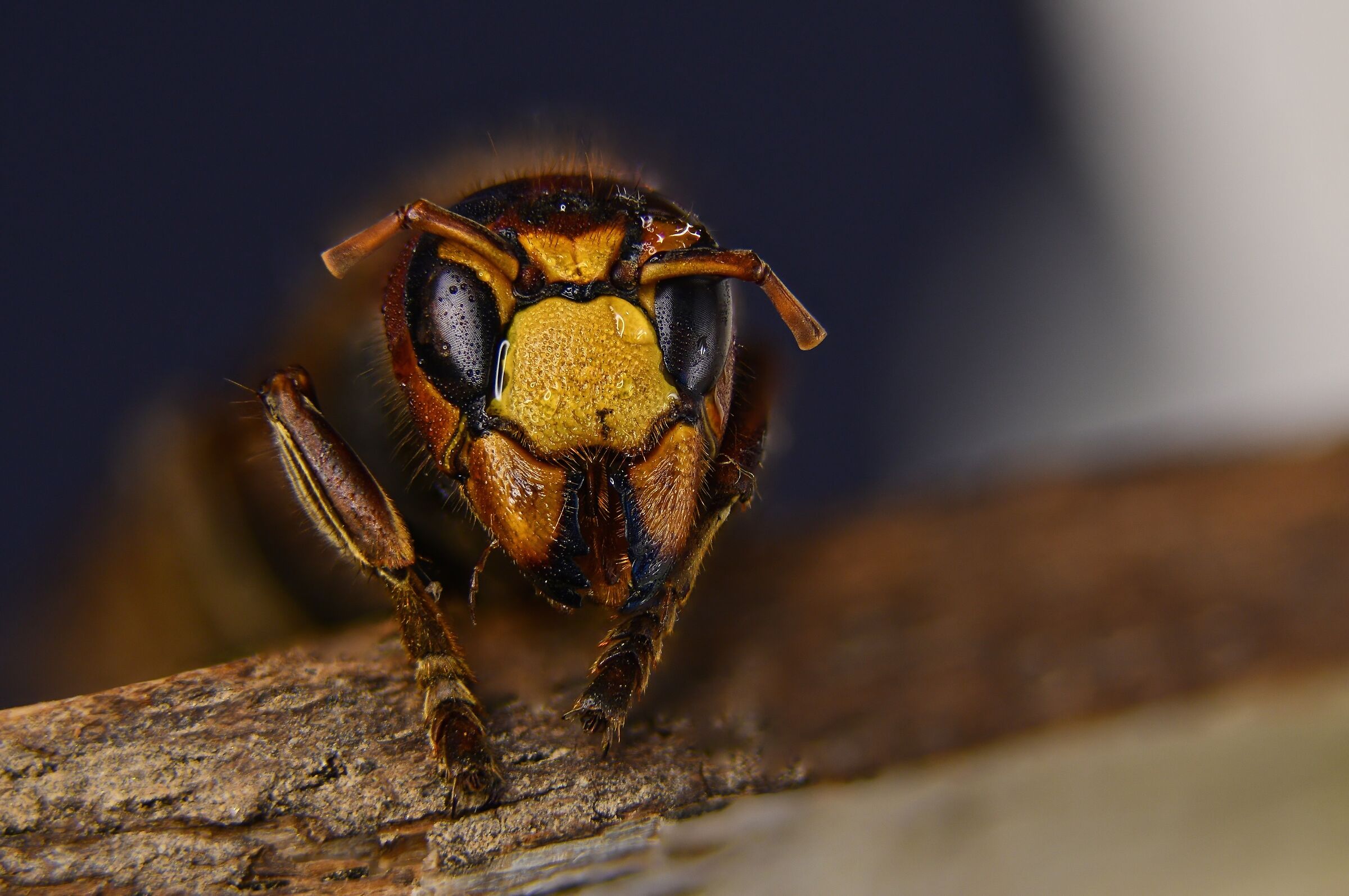Vespa Crabro