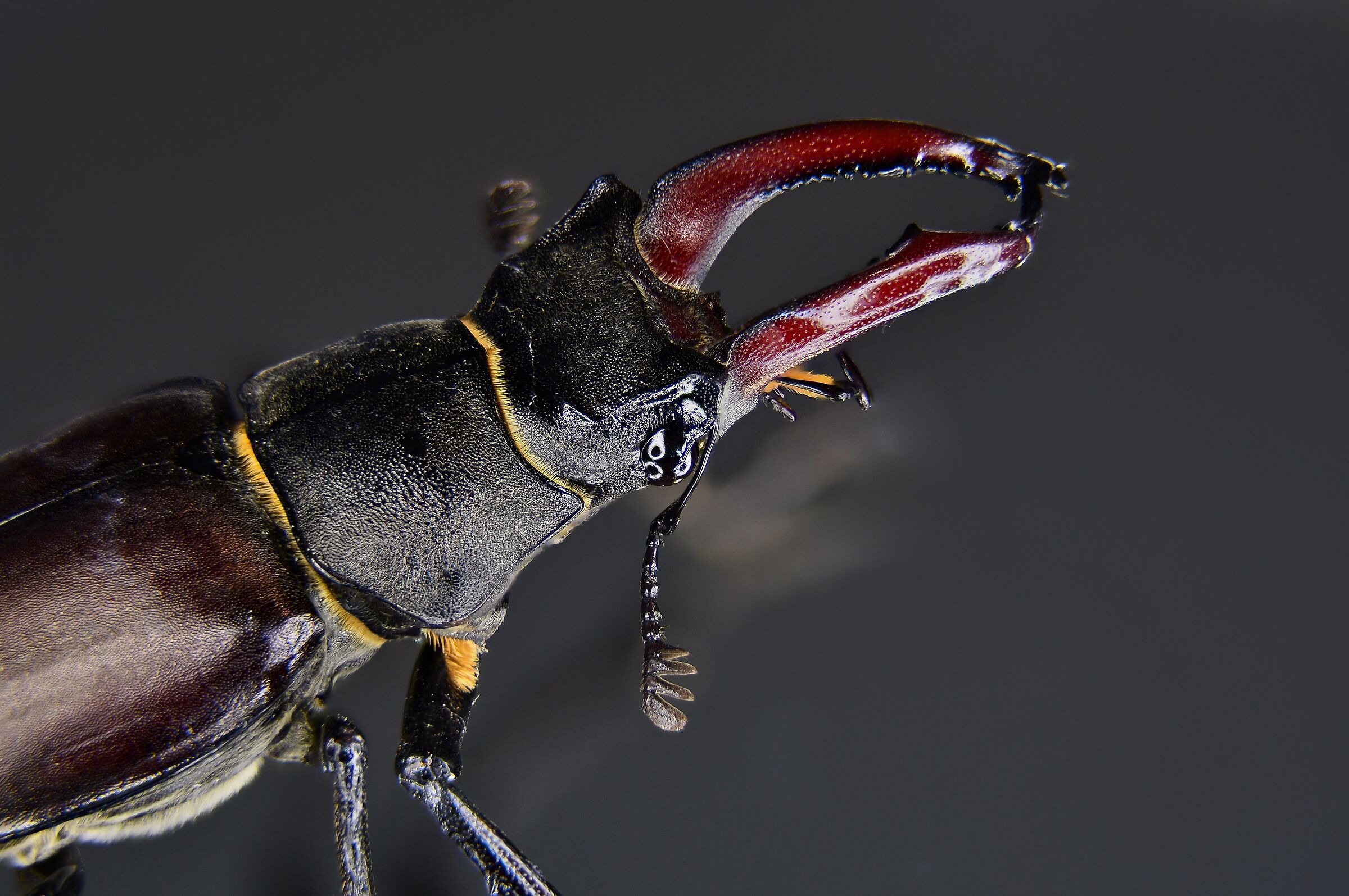 Lucanus Cervus
