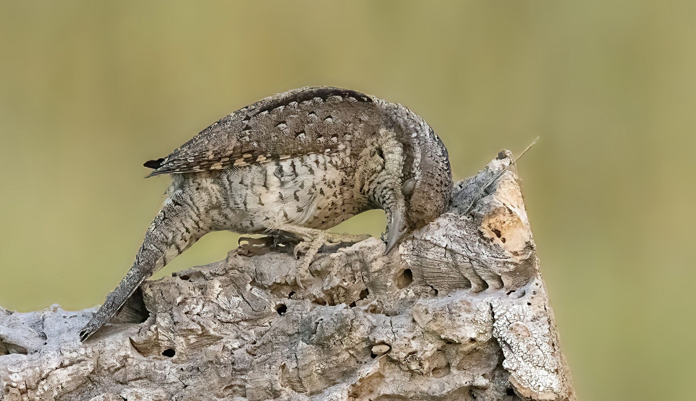 Wryneck