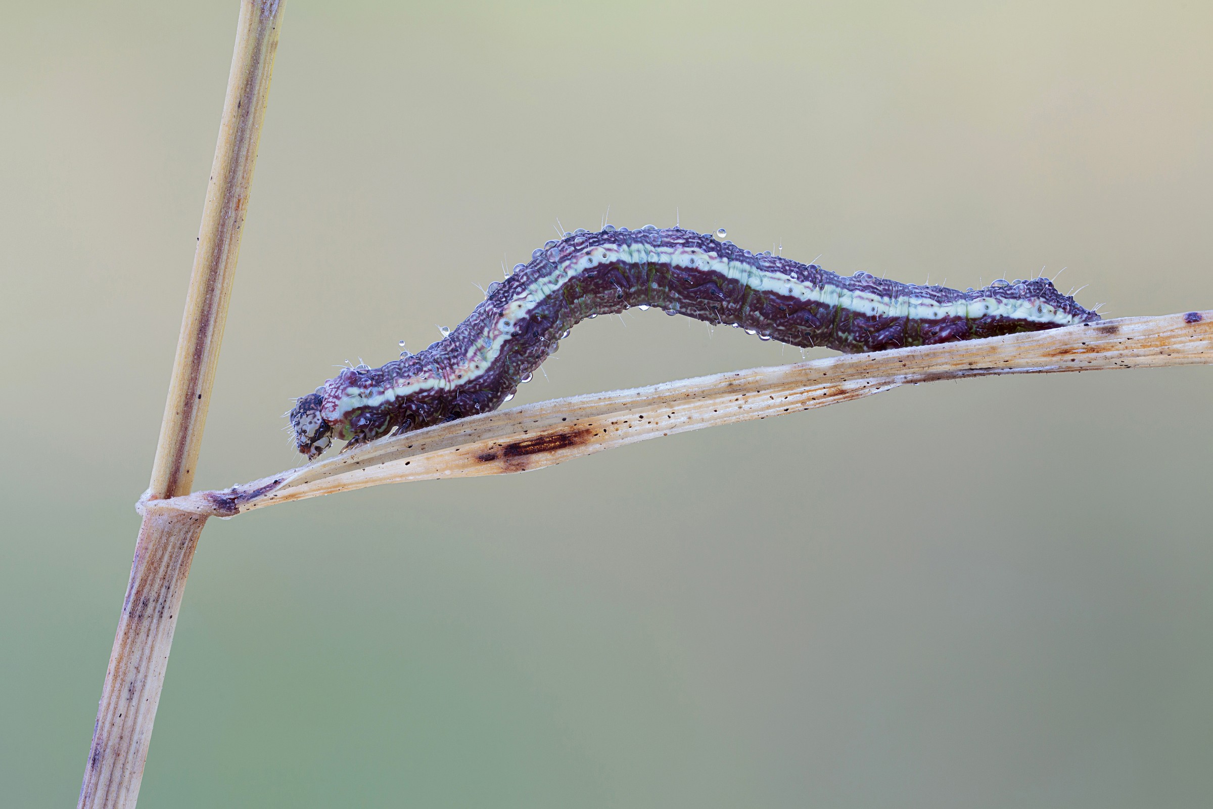 Geometrid caterpillar