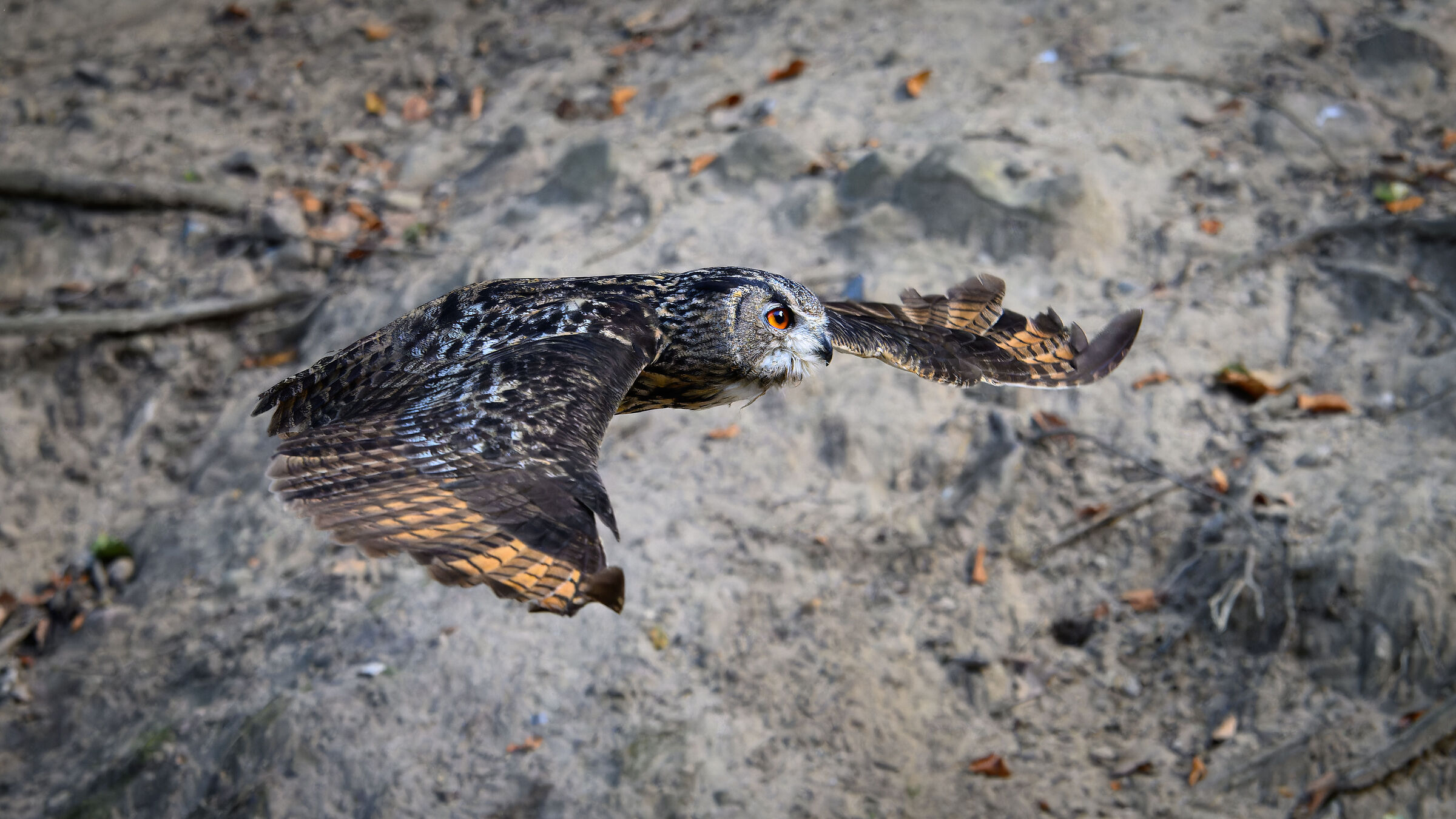 Fly away