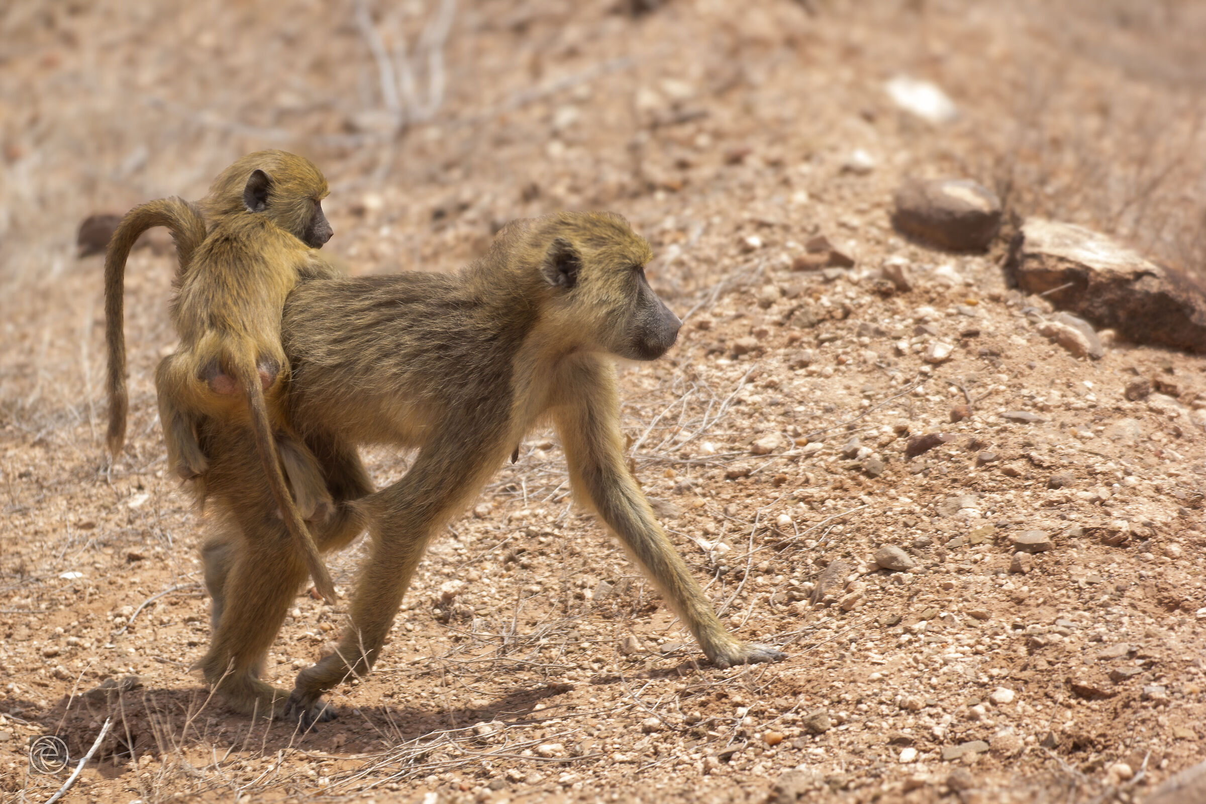 Tsavo East