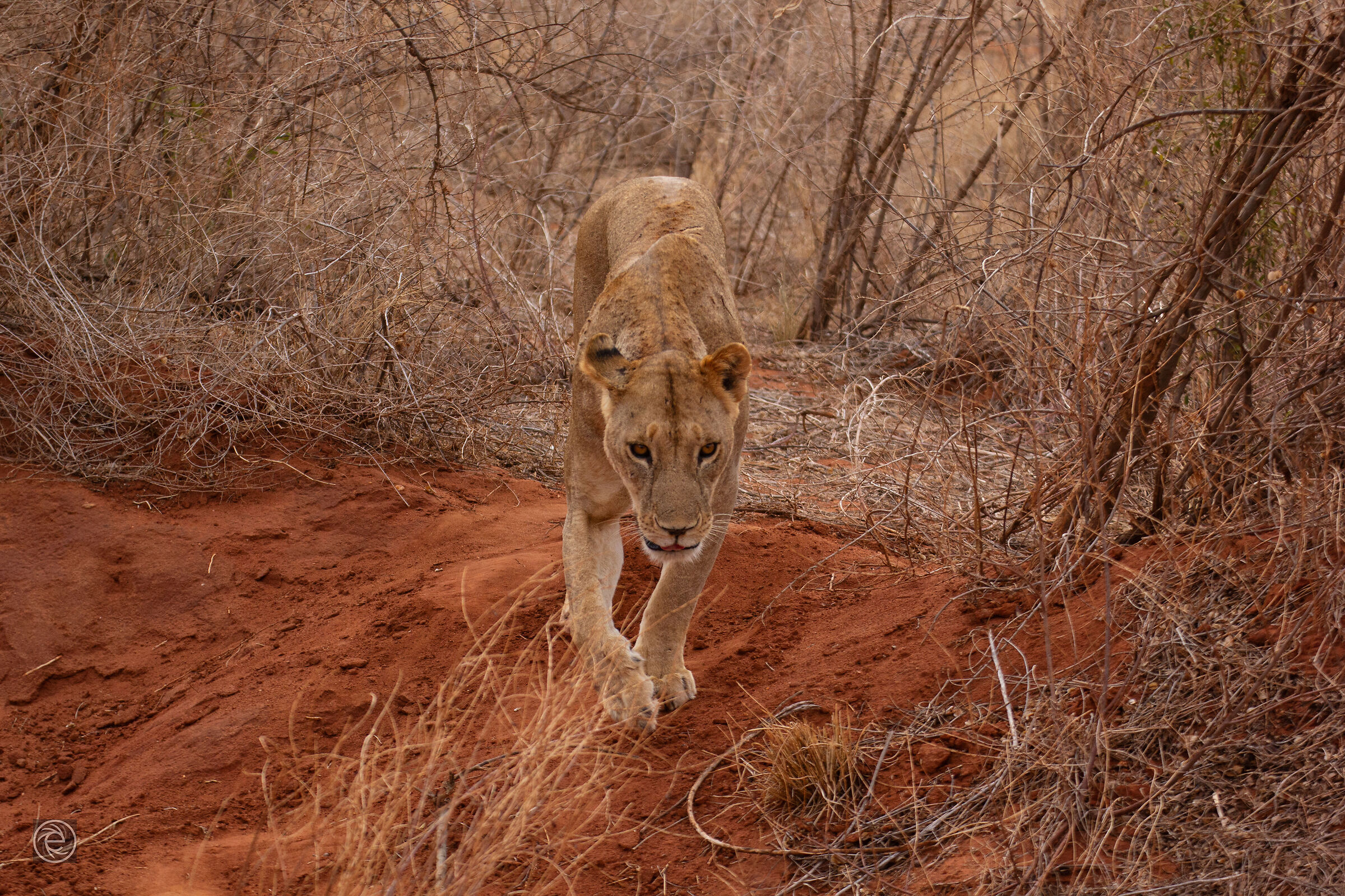 Tsavo East