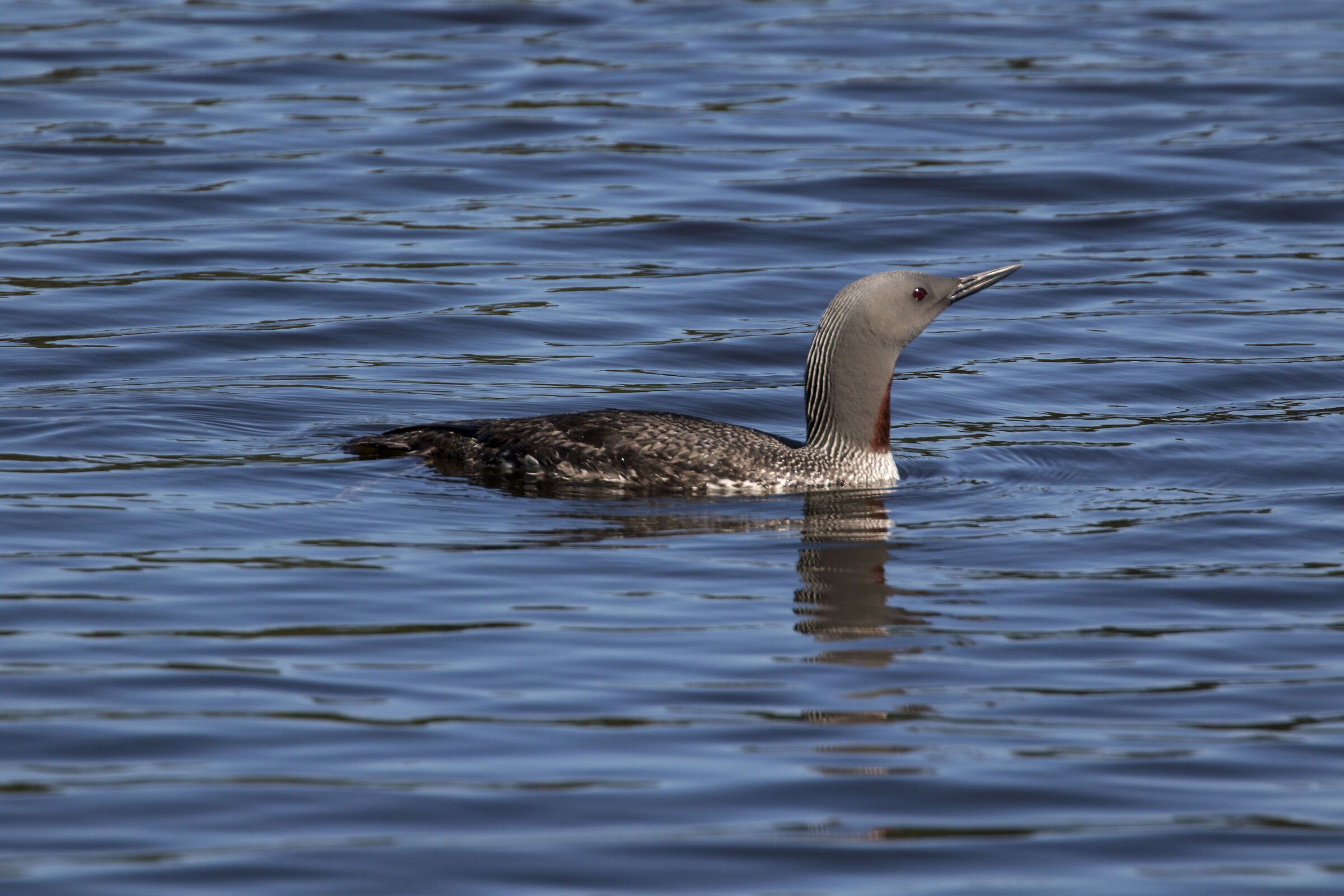Loon (Northern Norway)