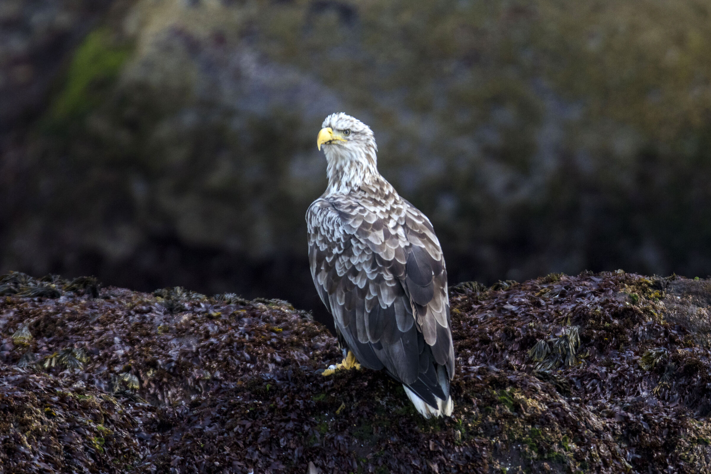 Sea Eagle (Norway)