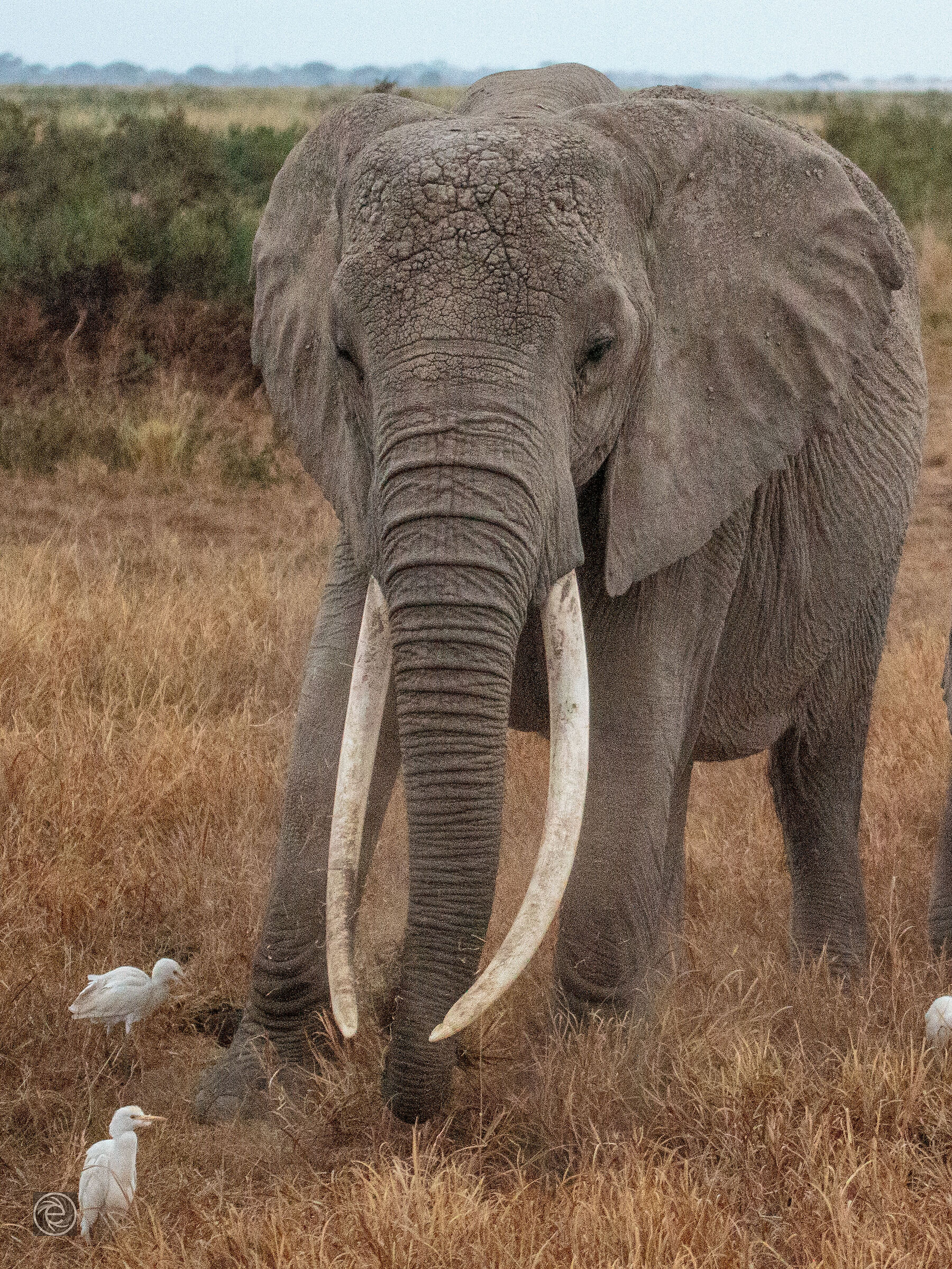 Amboseli Elephant