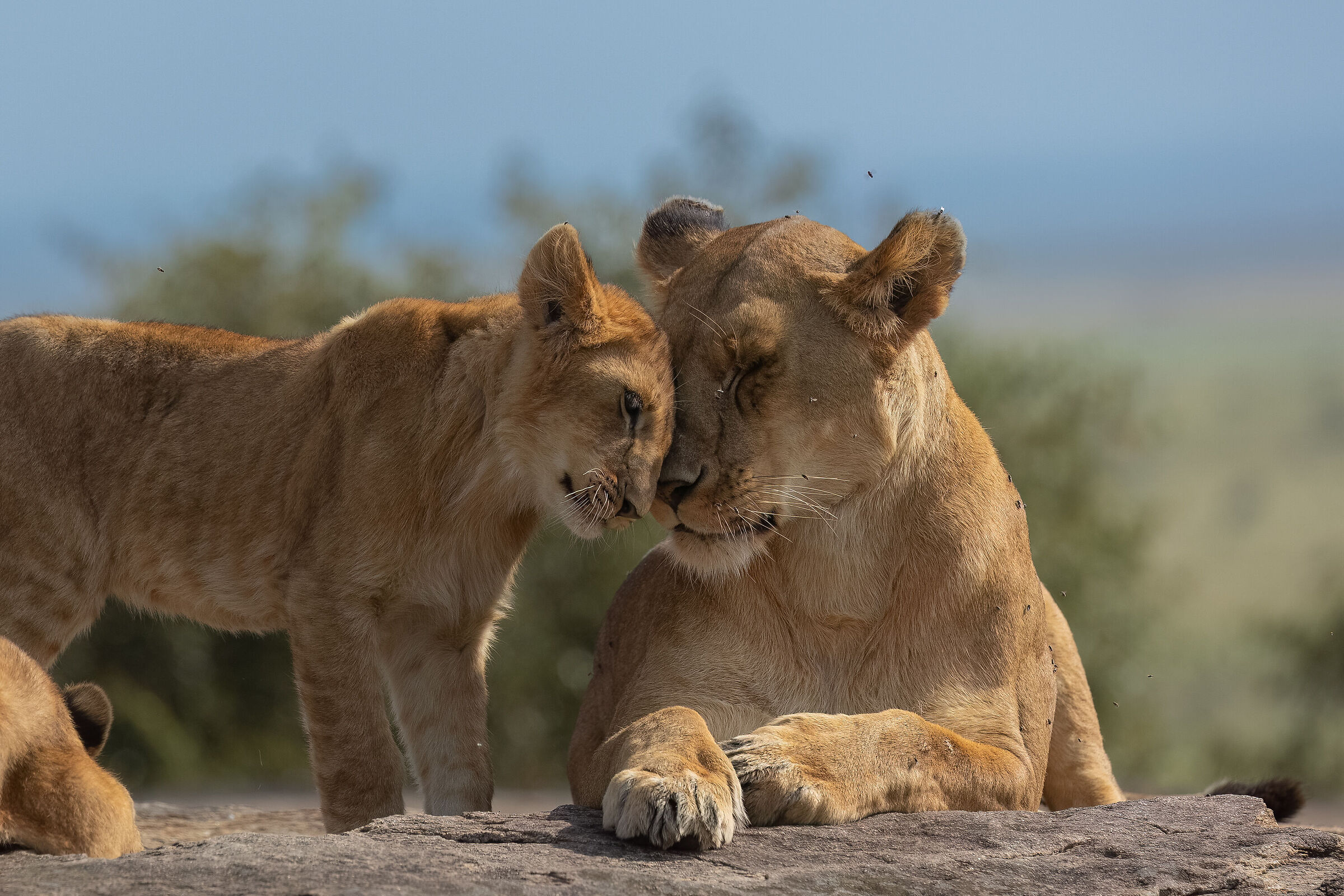 Desire for tenderness