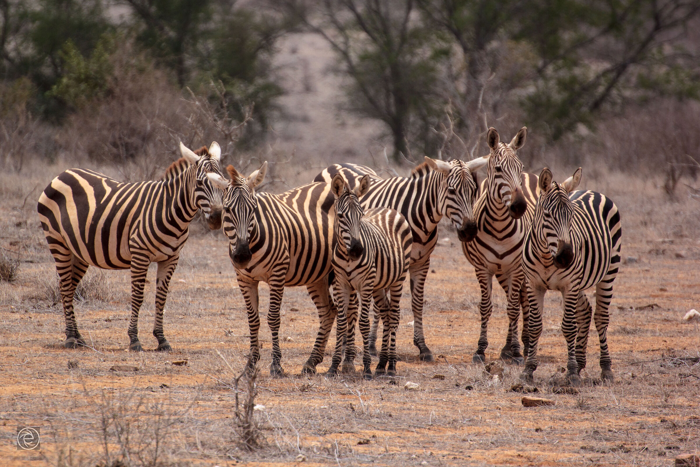 Zebre Tsavo East