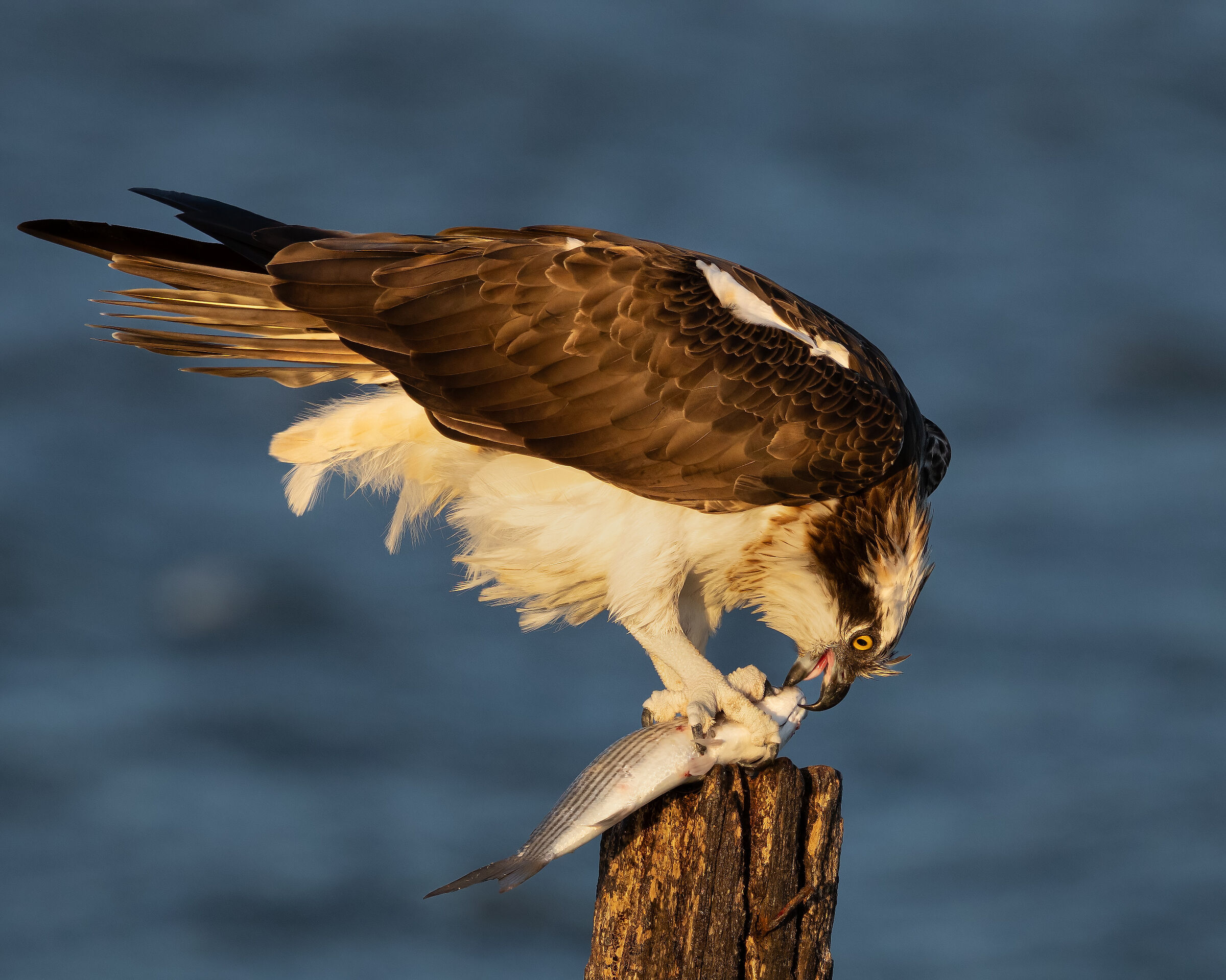 Osprey with prey