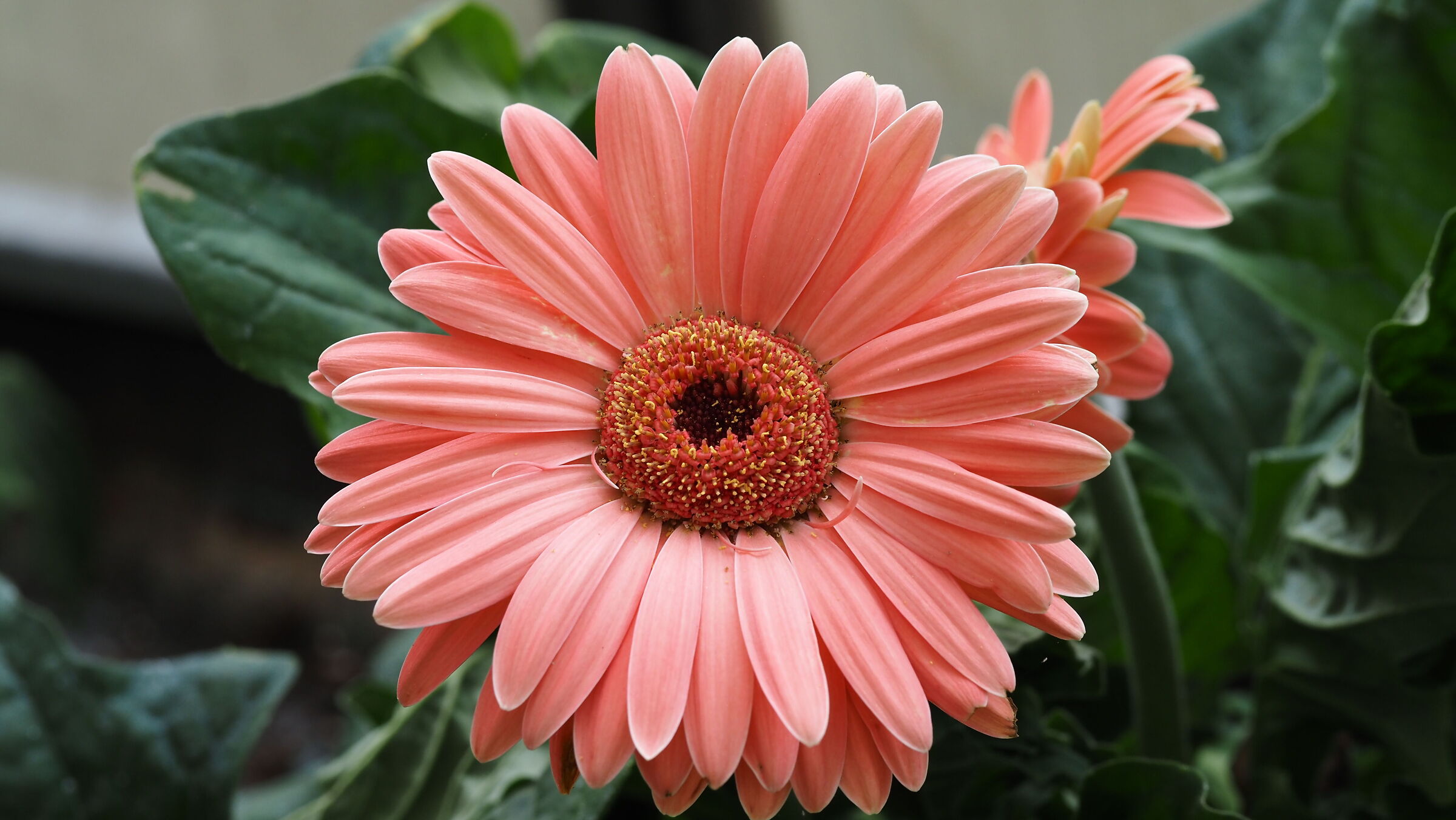fiore