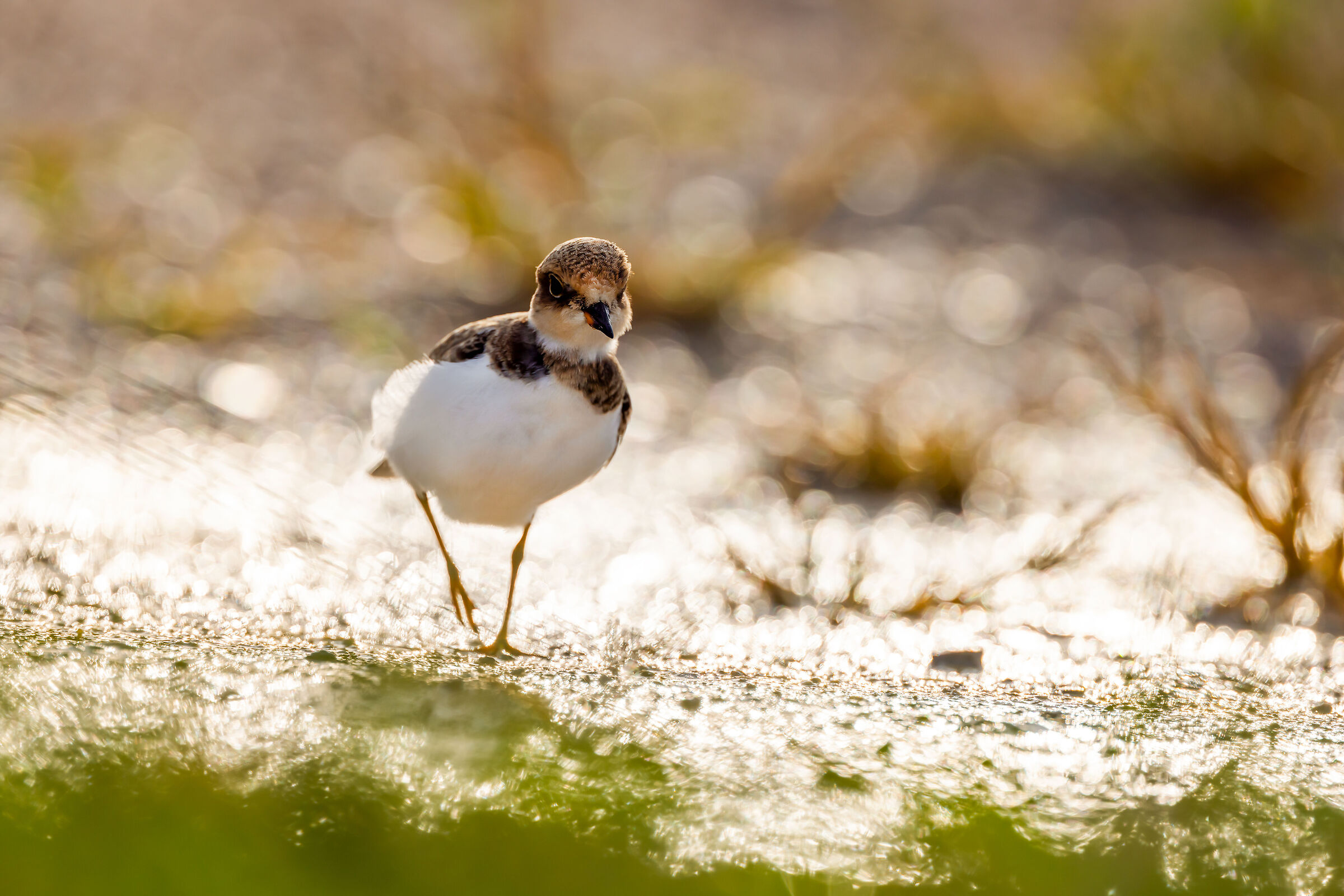 Little ringed plover