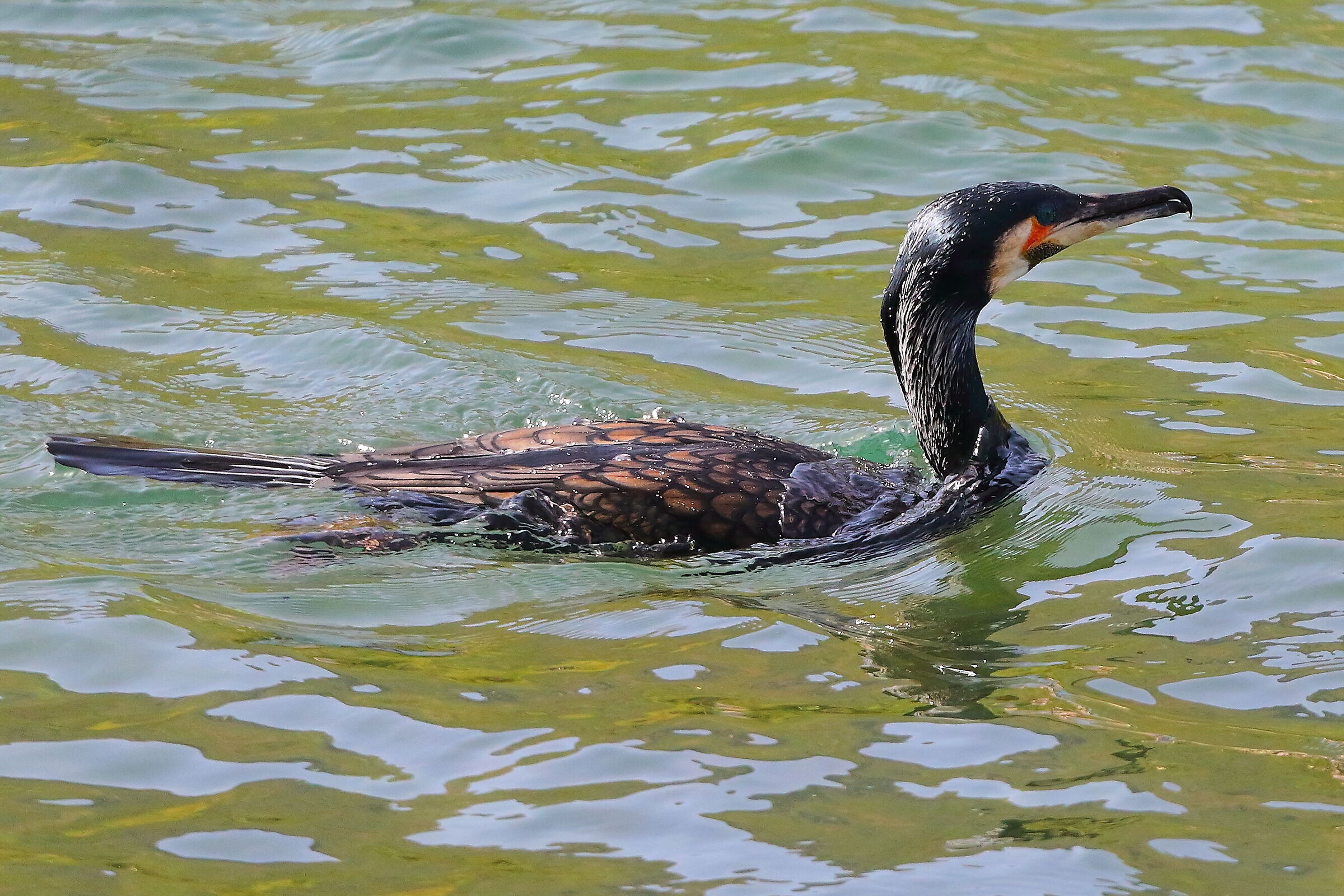 Cormorano 12 aprile 2024 - 8345