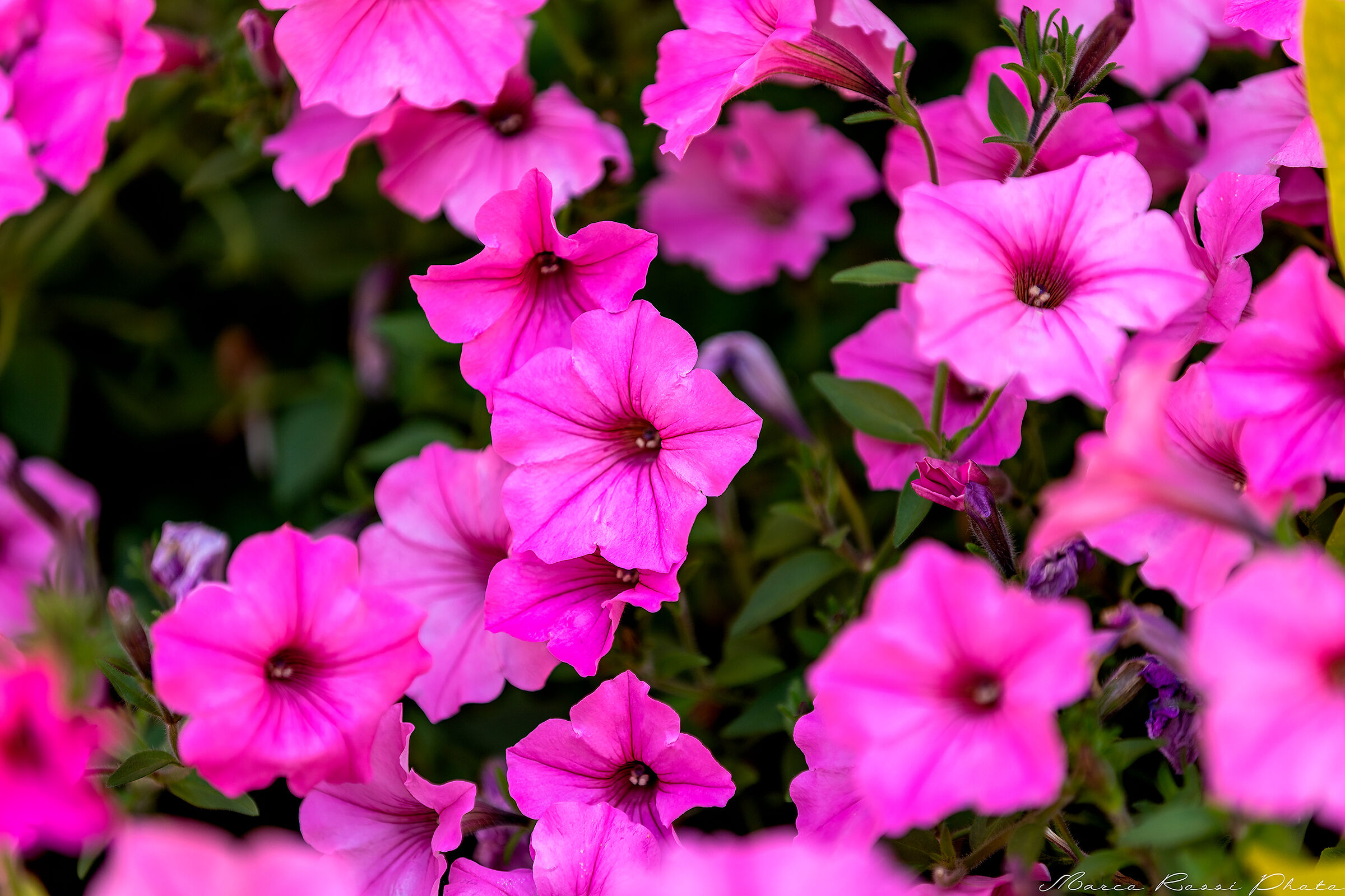 Rosa di sera .......