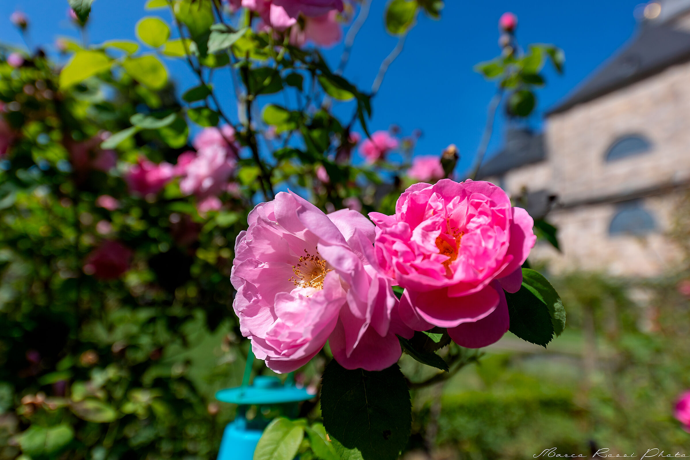 Rosa su azzurro starà bene?