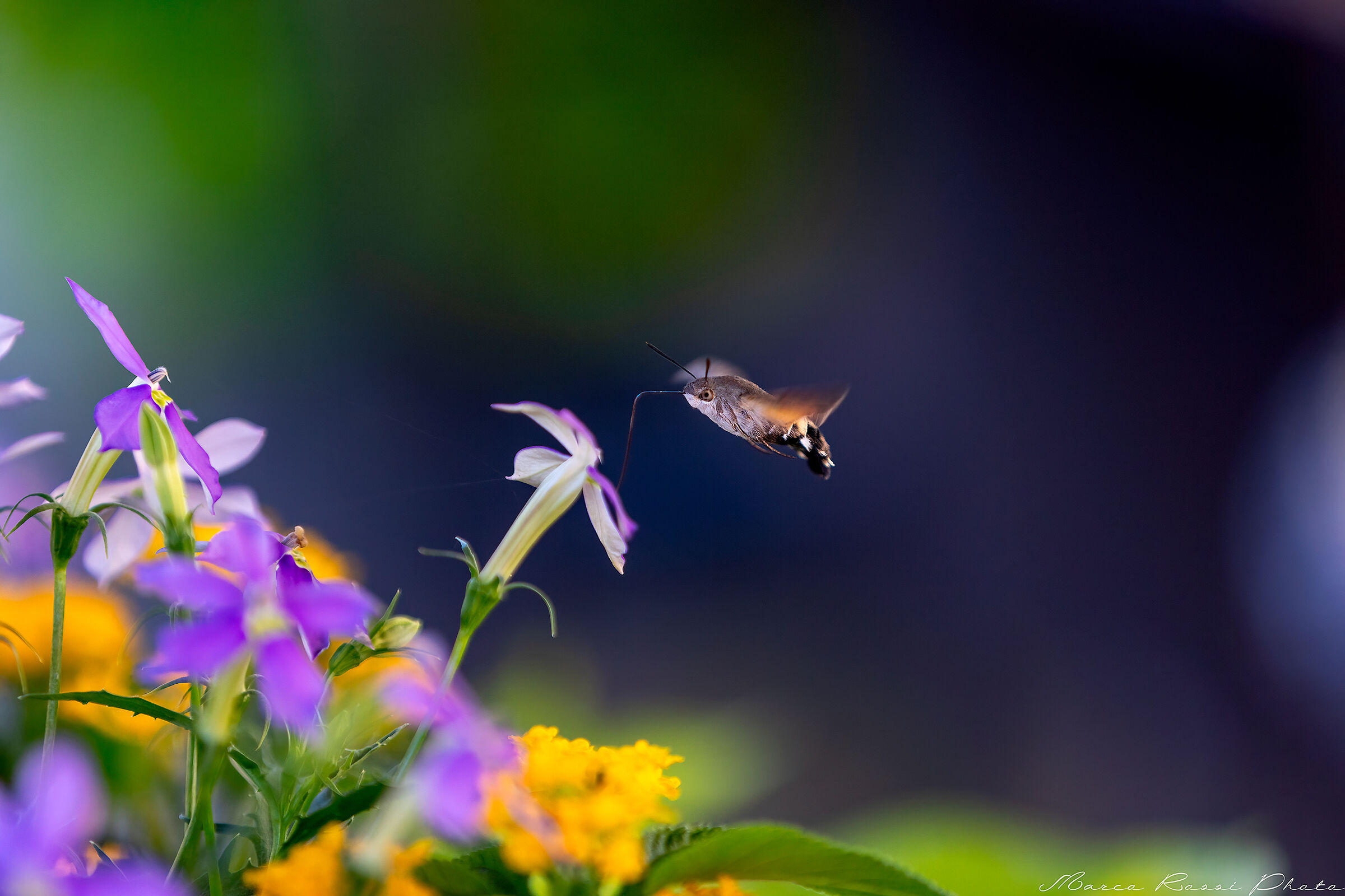 Rifornimento in volo