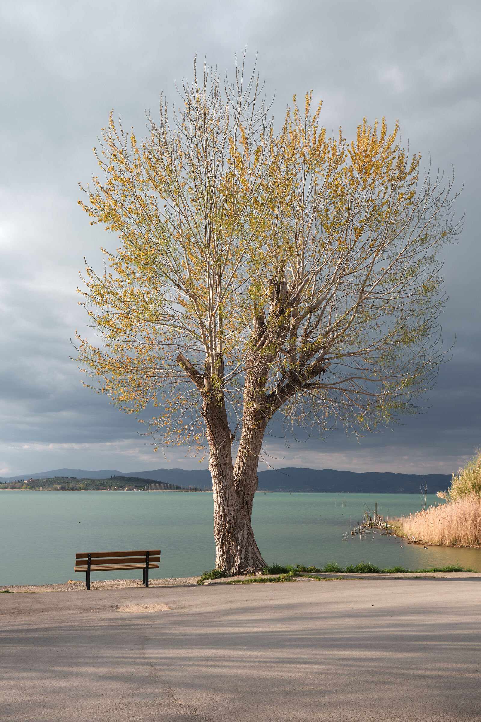 Along the lake