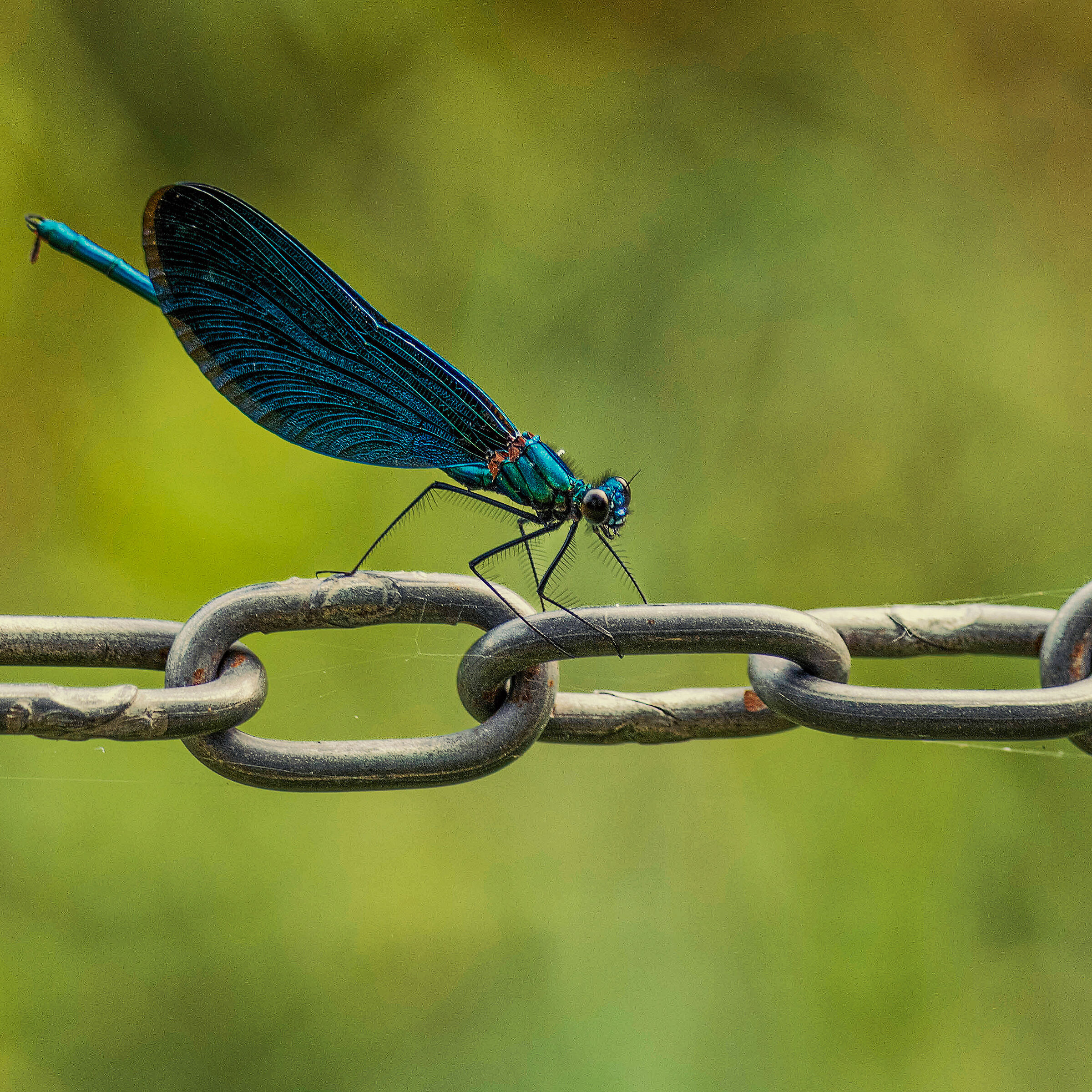 Libellula blu